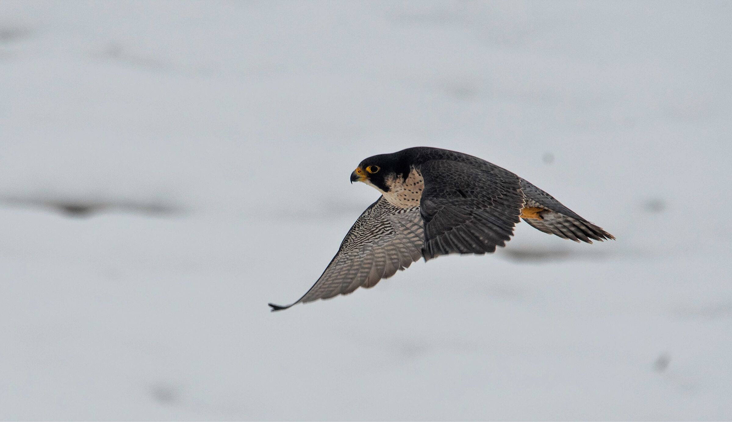 Peregrine
