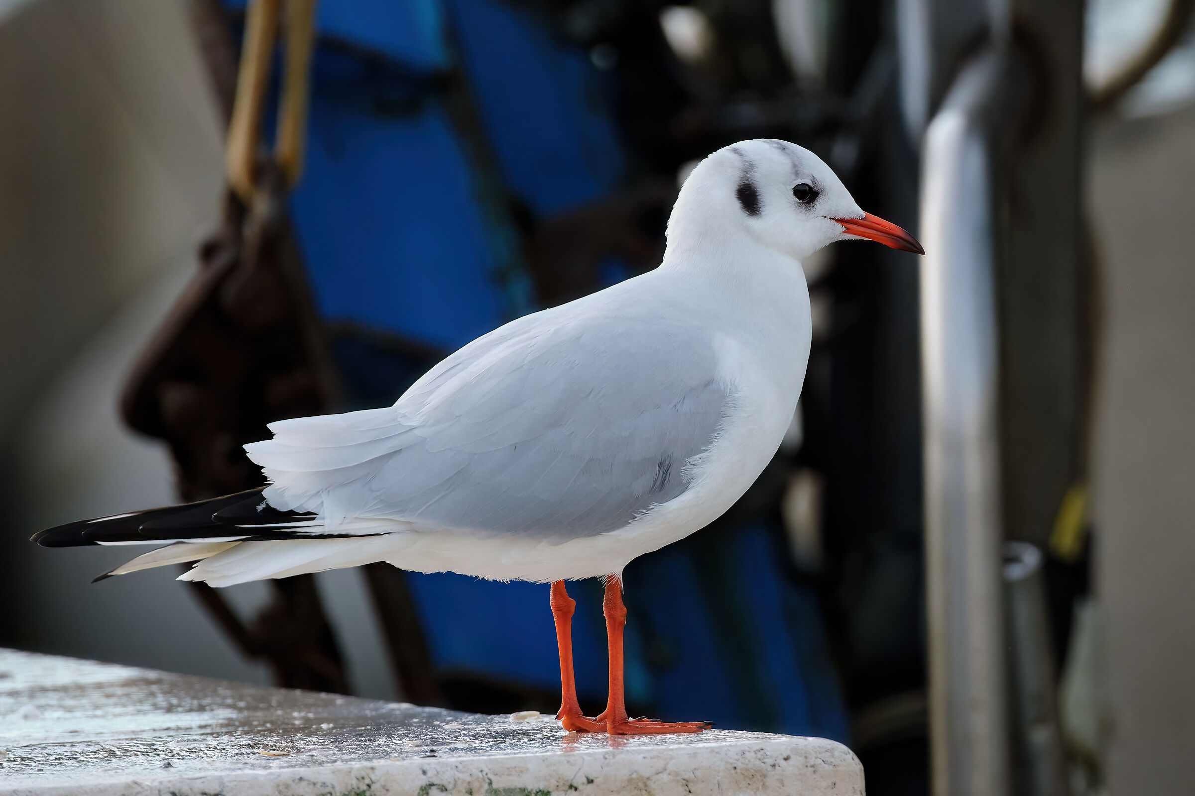 Gabbianella