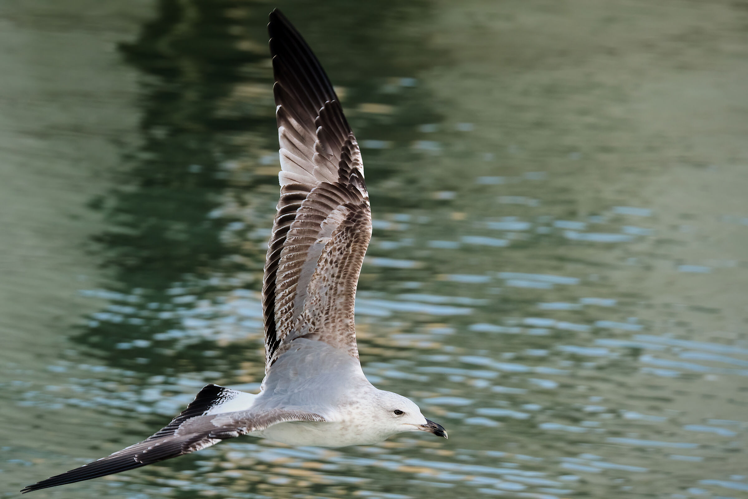 Immaturo in Volo