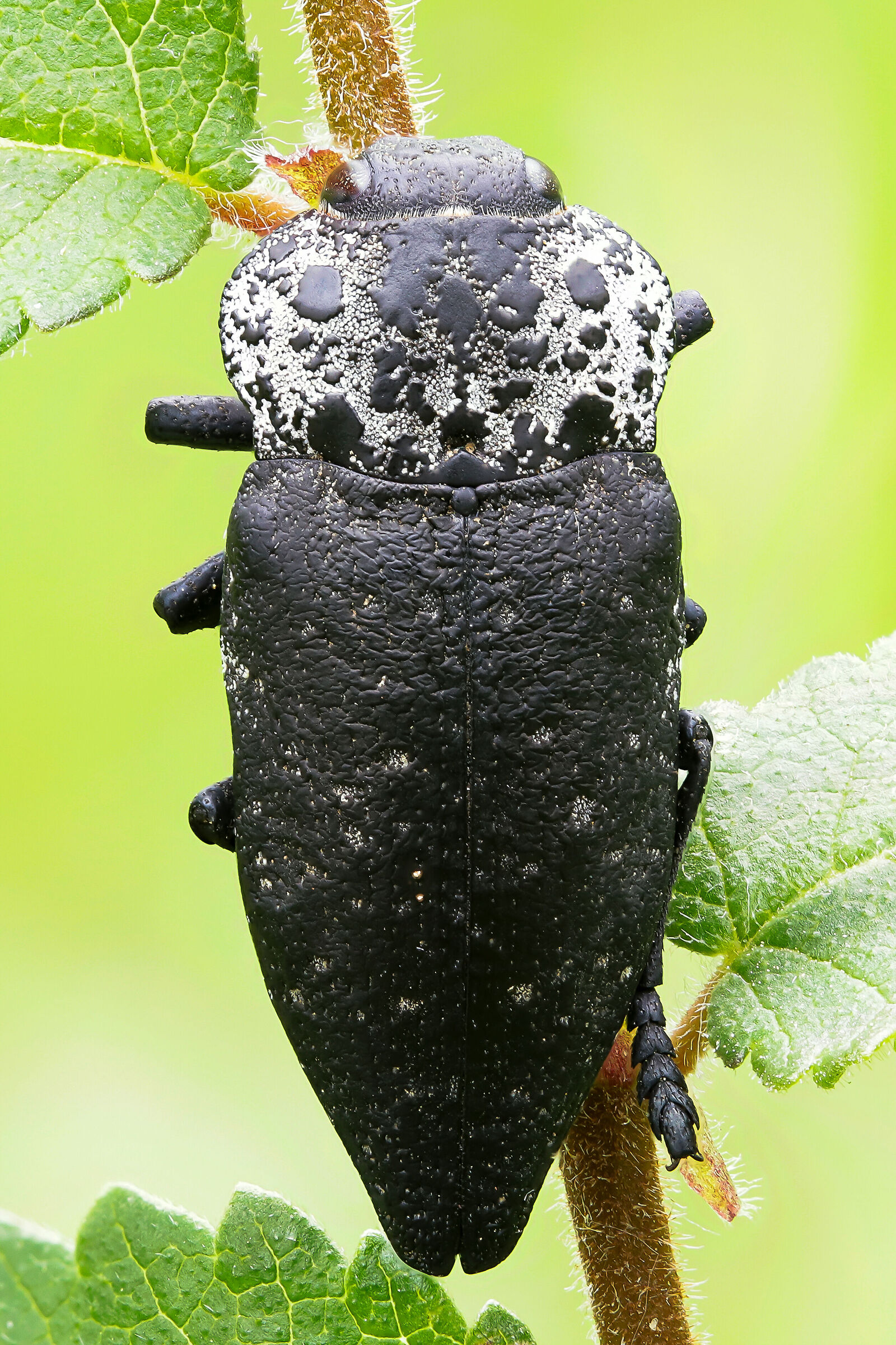Capnodis tenebrionis