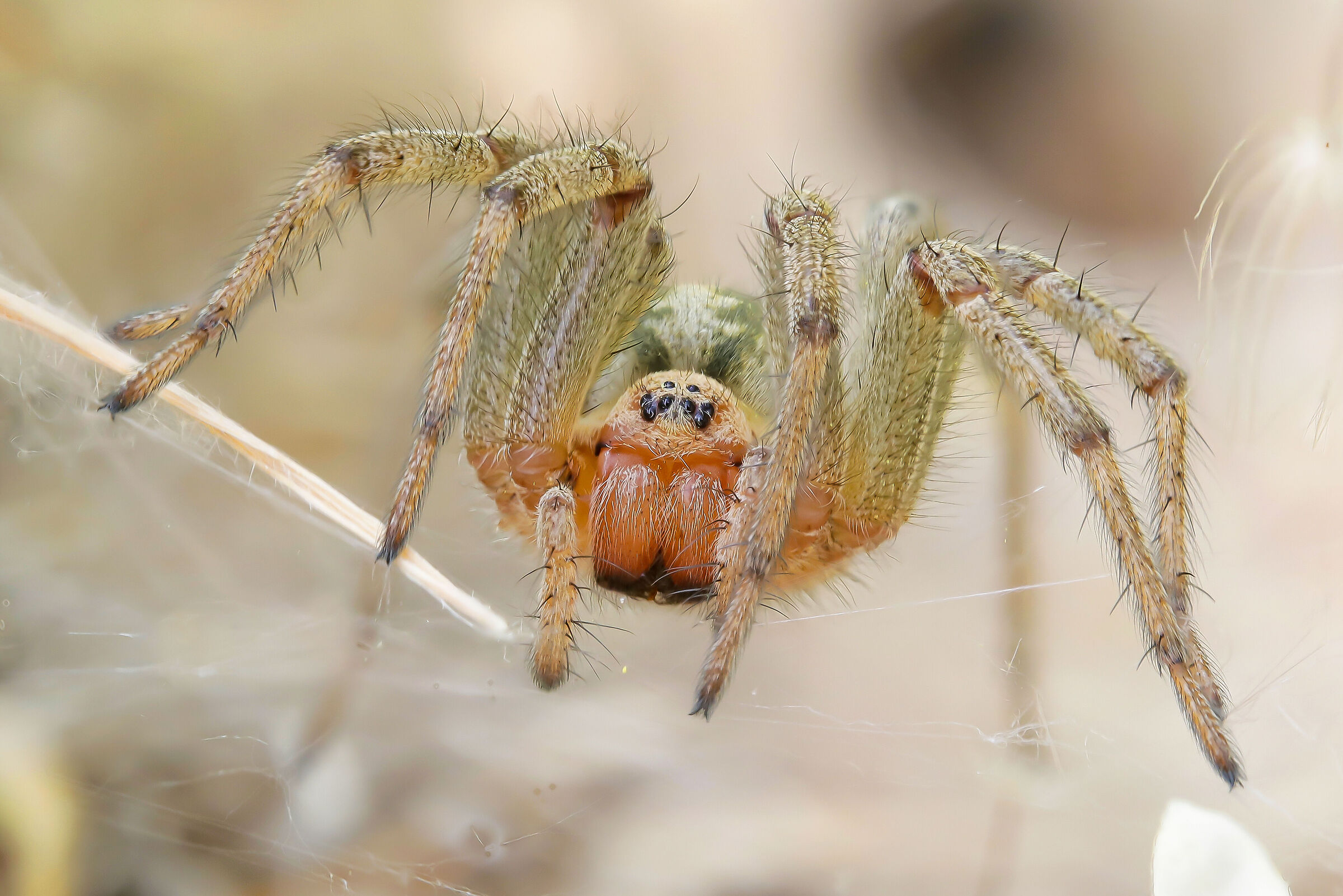 Agelena labyrinthica