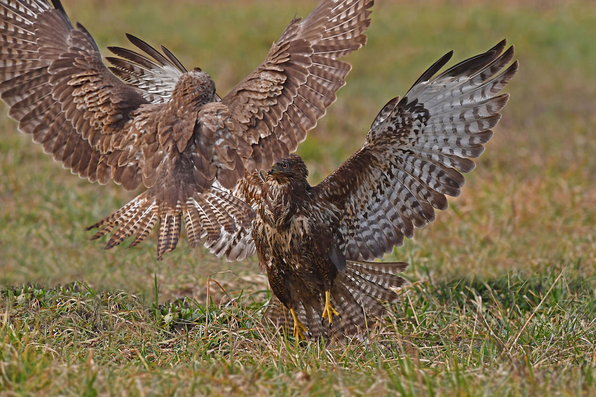 Feather Stories (Buzzard)