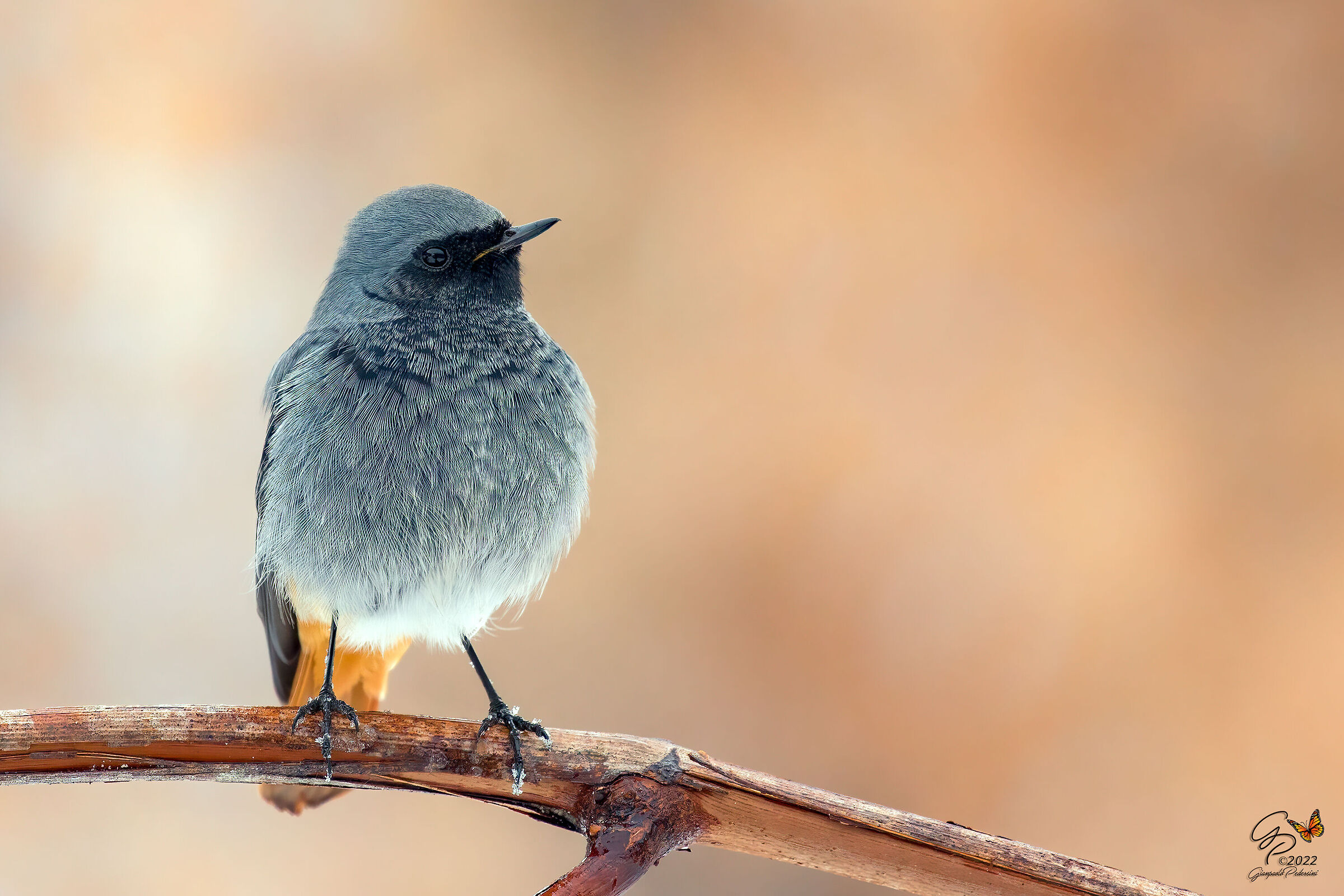 Codirosso spazzacamino