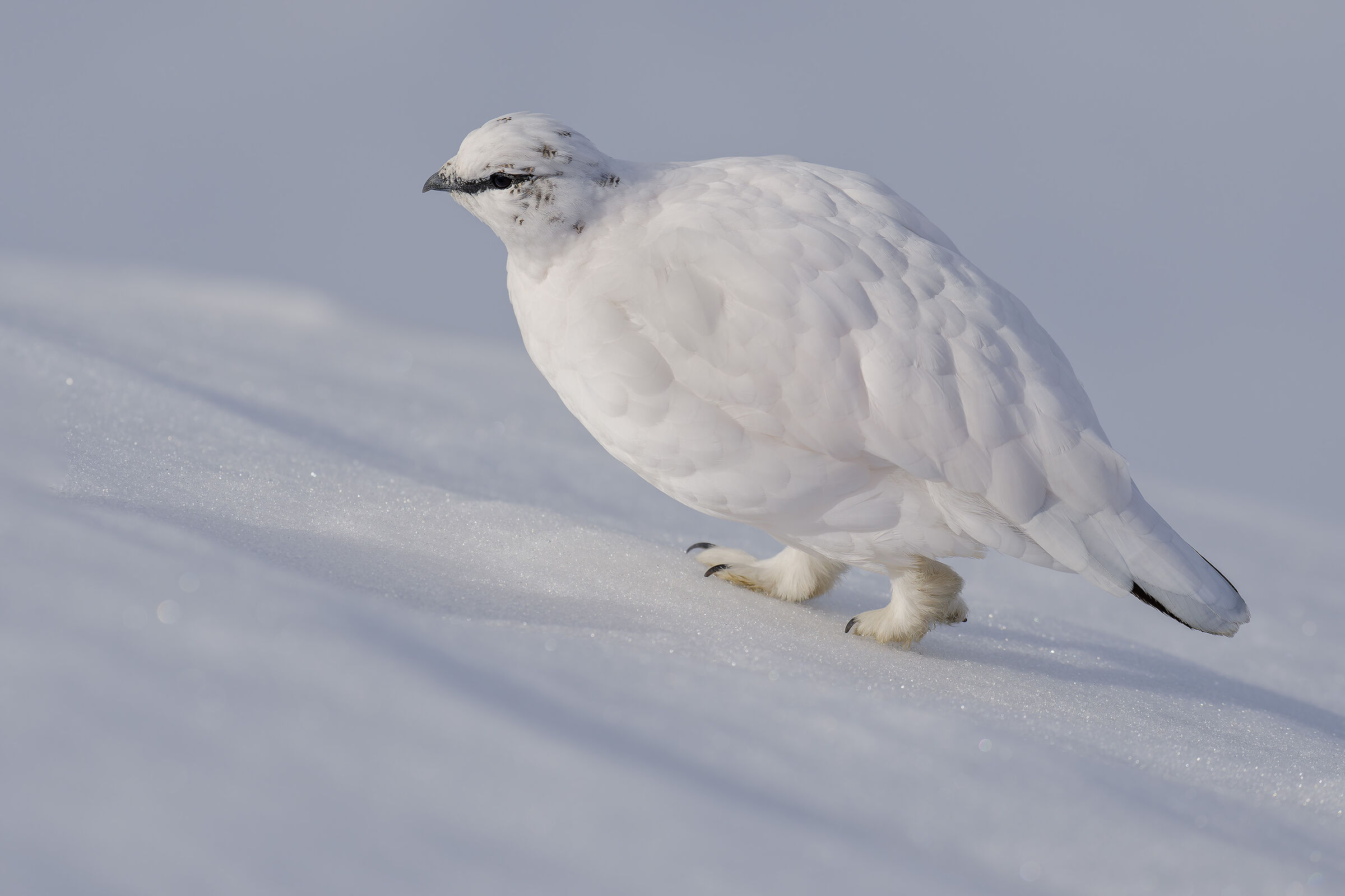 Ptarmigan