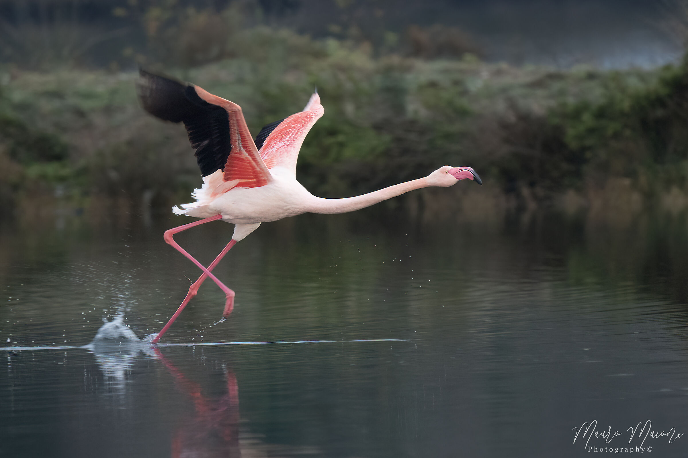 fenicottero molto rosa