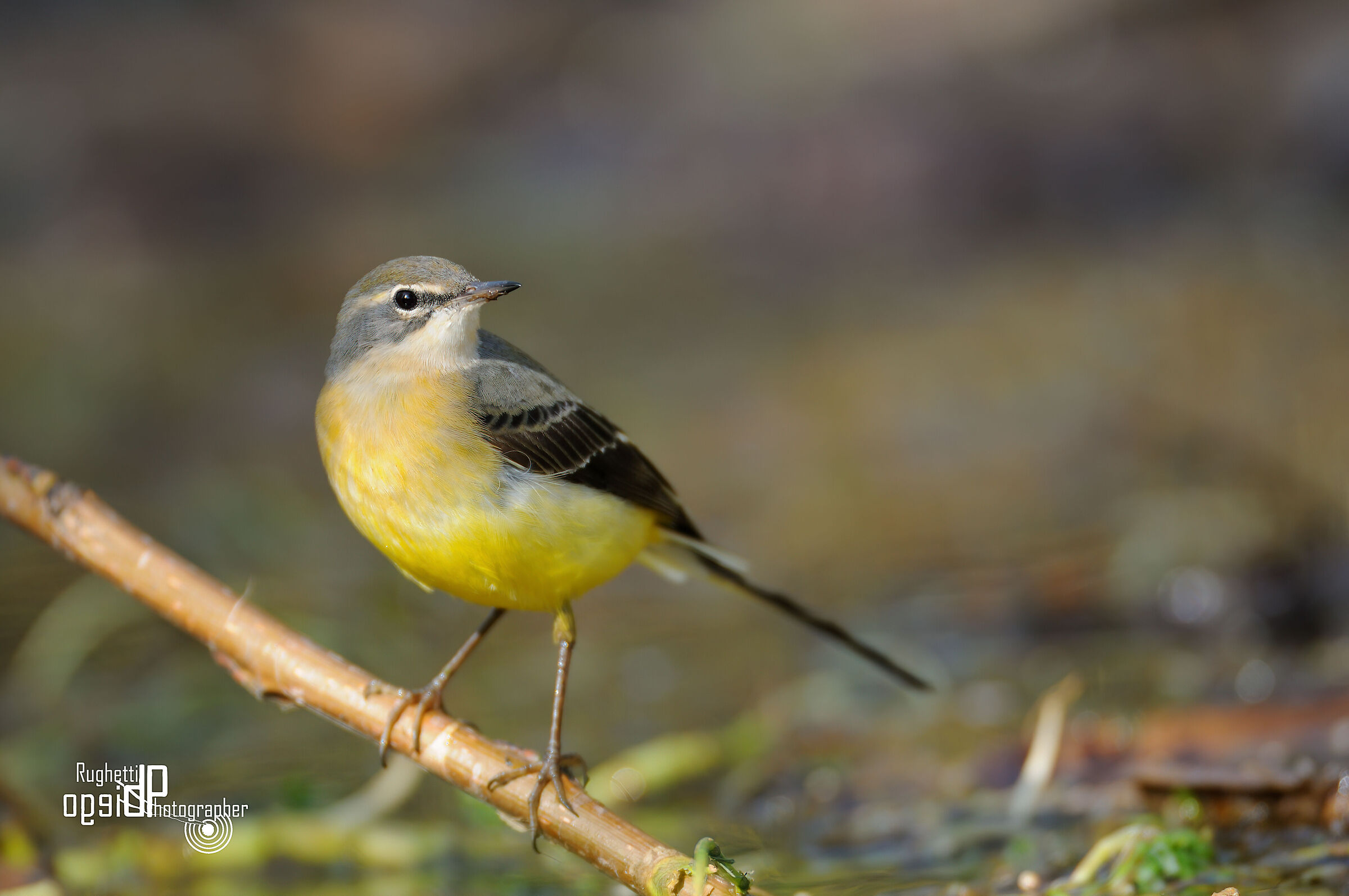 Grey wagtail