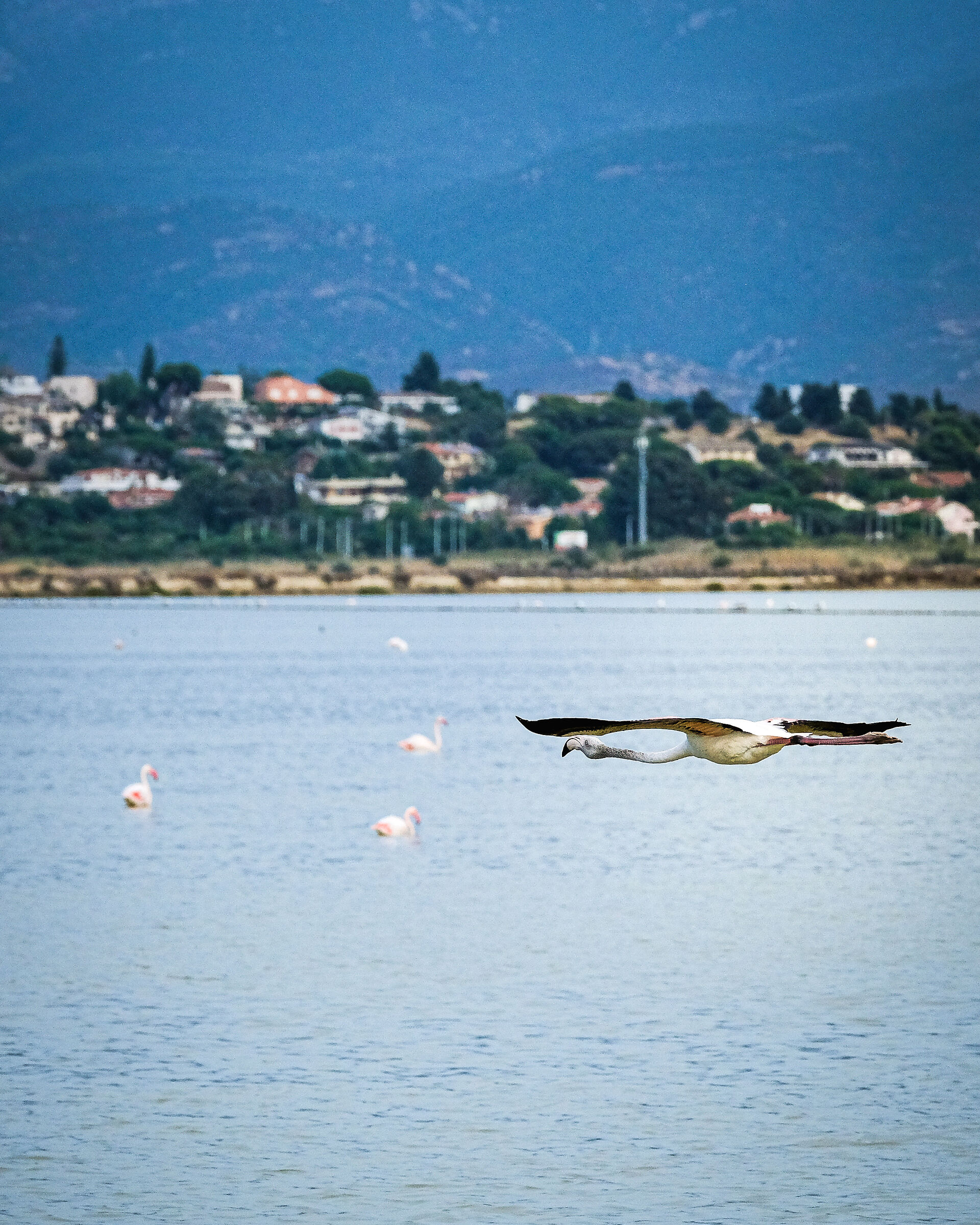 Flamingos in Cagliari