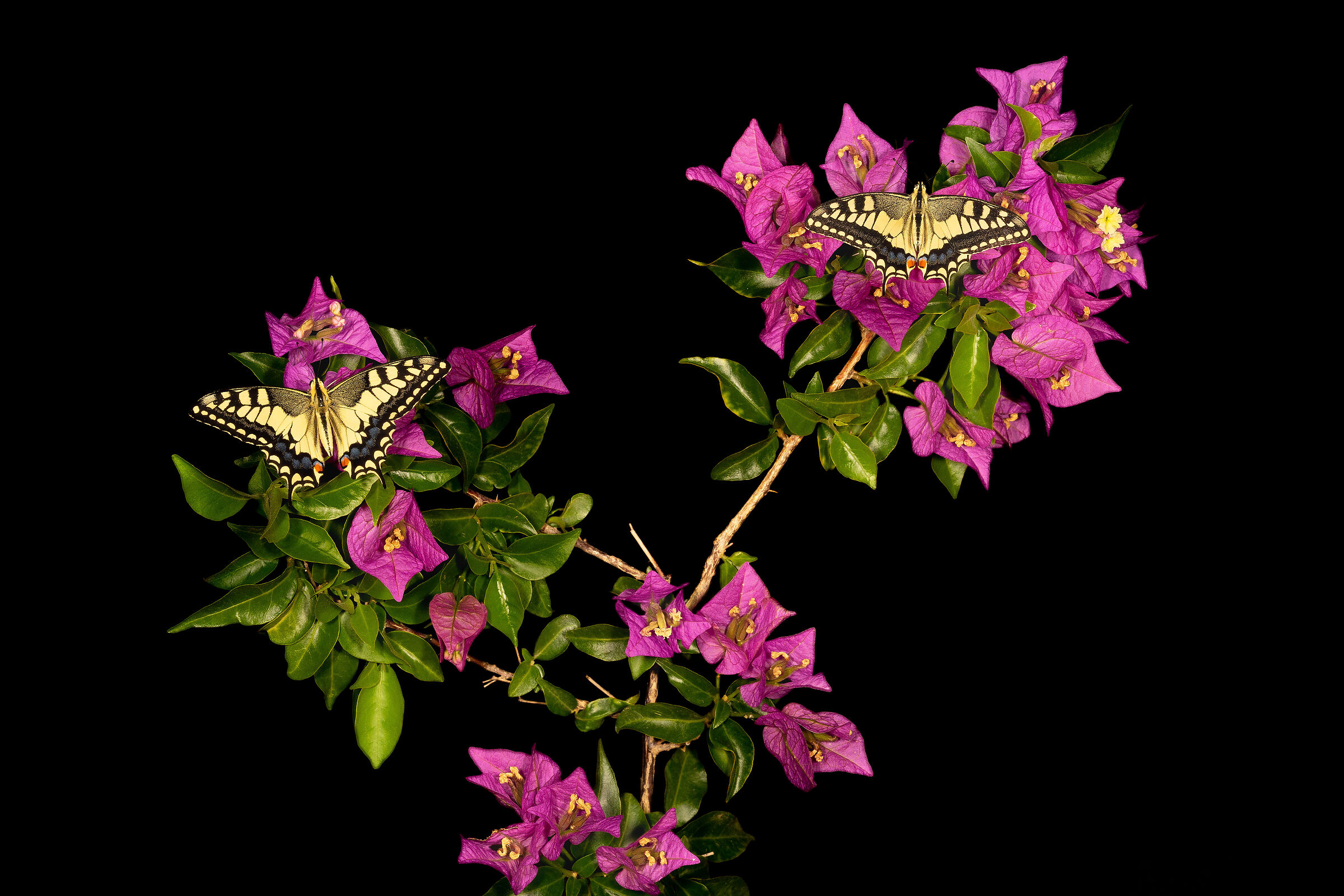 Macaoni appena nati su Bougainvillea