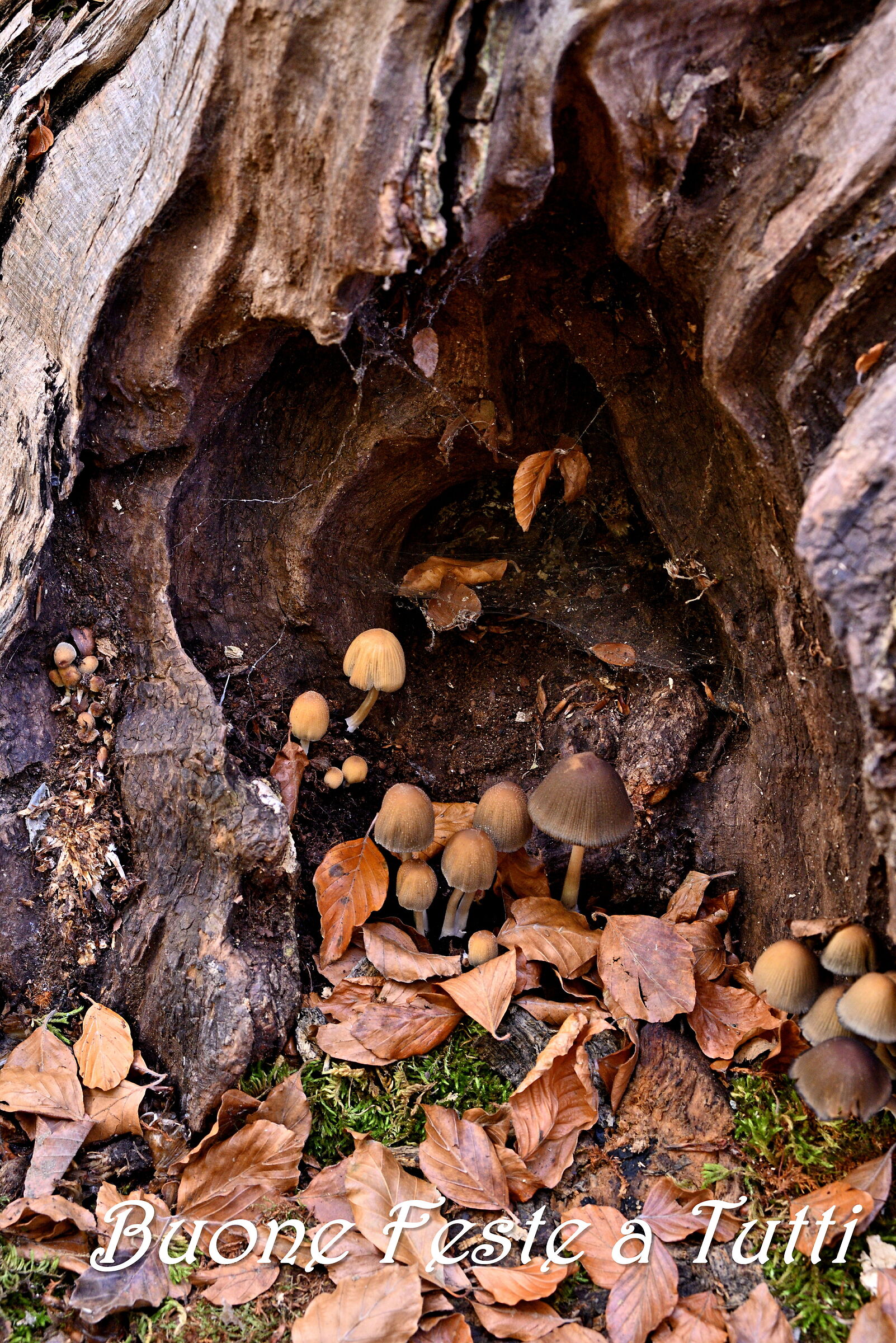 Nativity sui generis