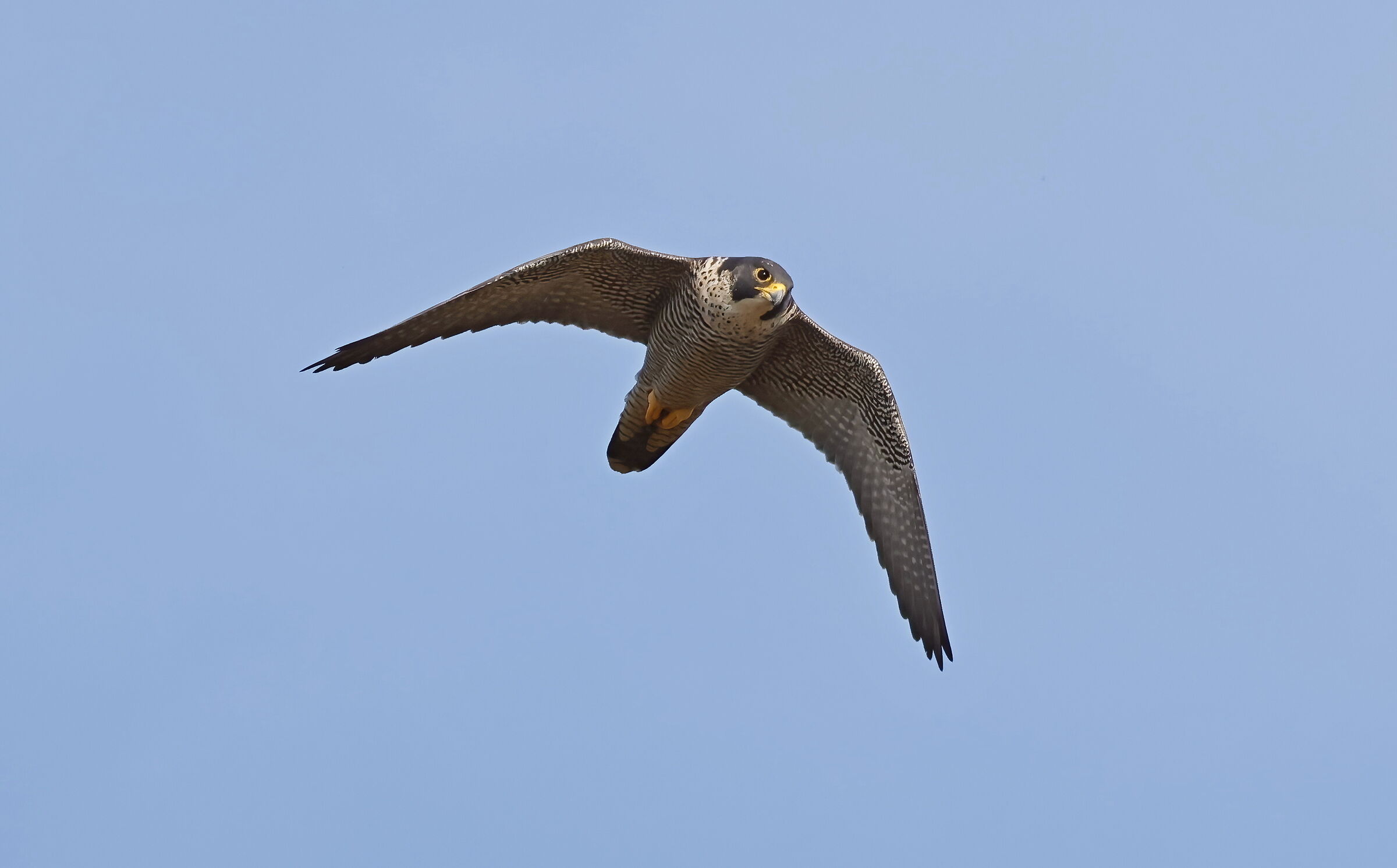 Guardiamoci negli occhi! Canon eos R7 con RF 100 500 7,