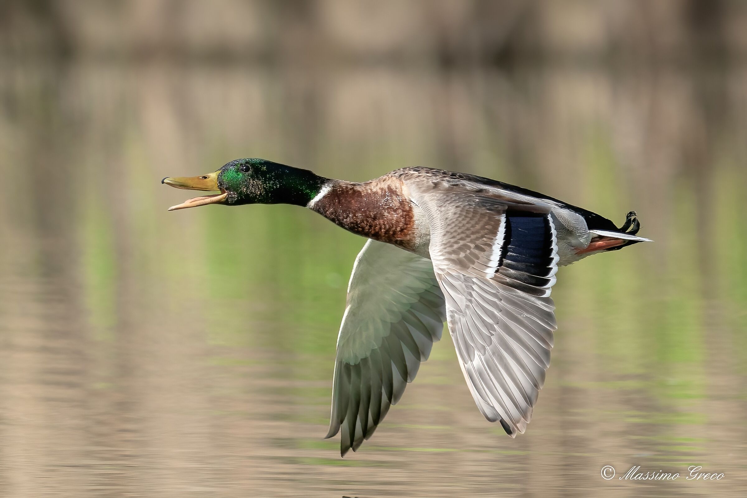 Mallard (Anas platyrhynchos)