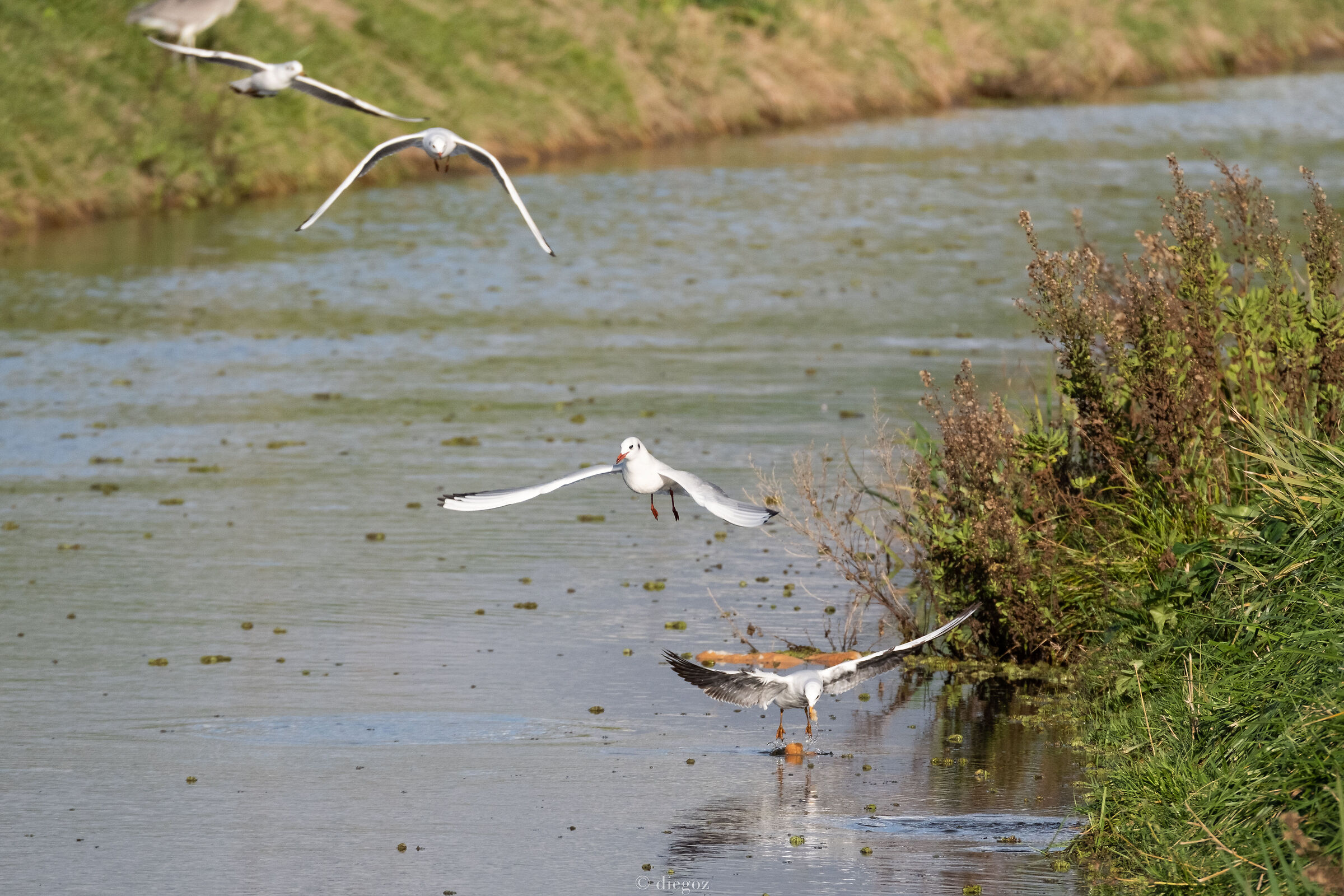 non e' una sequenza....