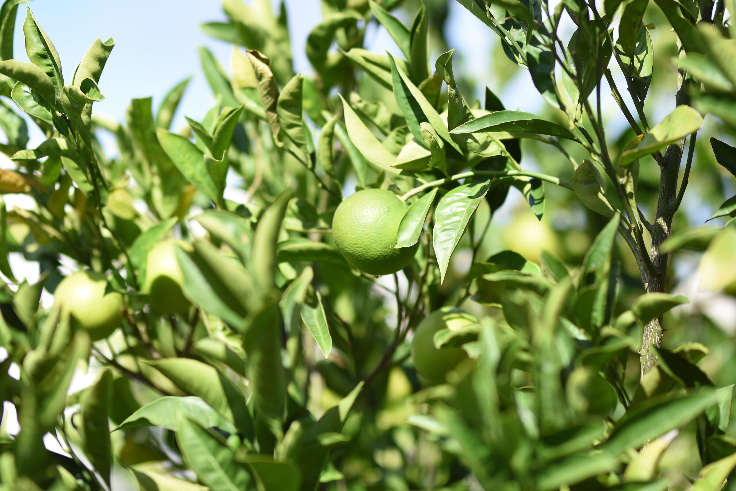 " F. 1.7 ", 1/ 8.0 0 0, ISO 250- Sigma  85, 1.4 Ar...