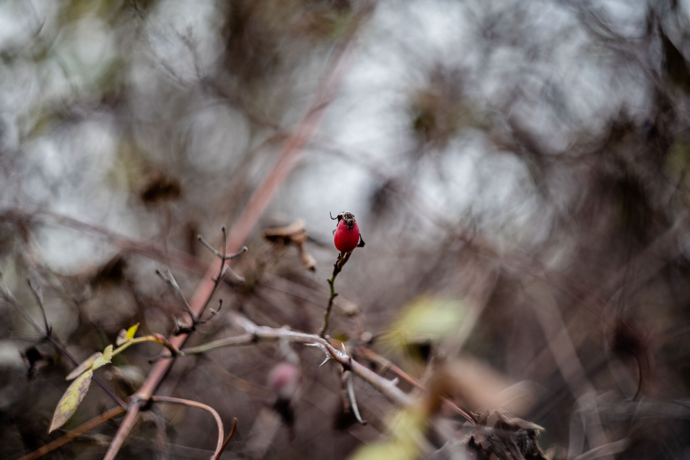 Solitary berry