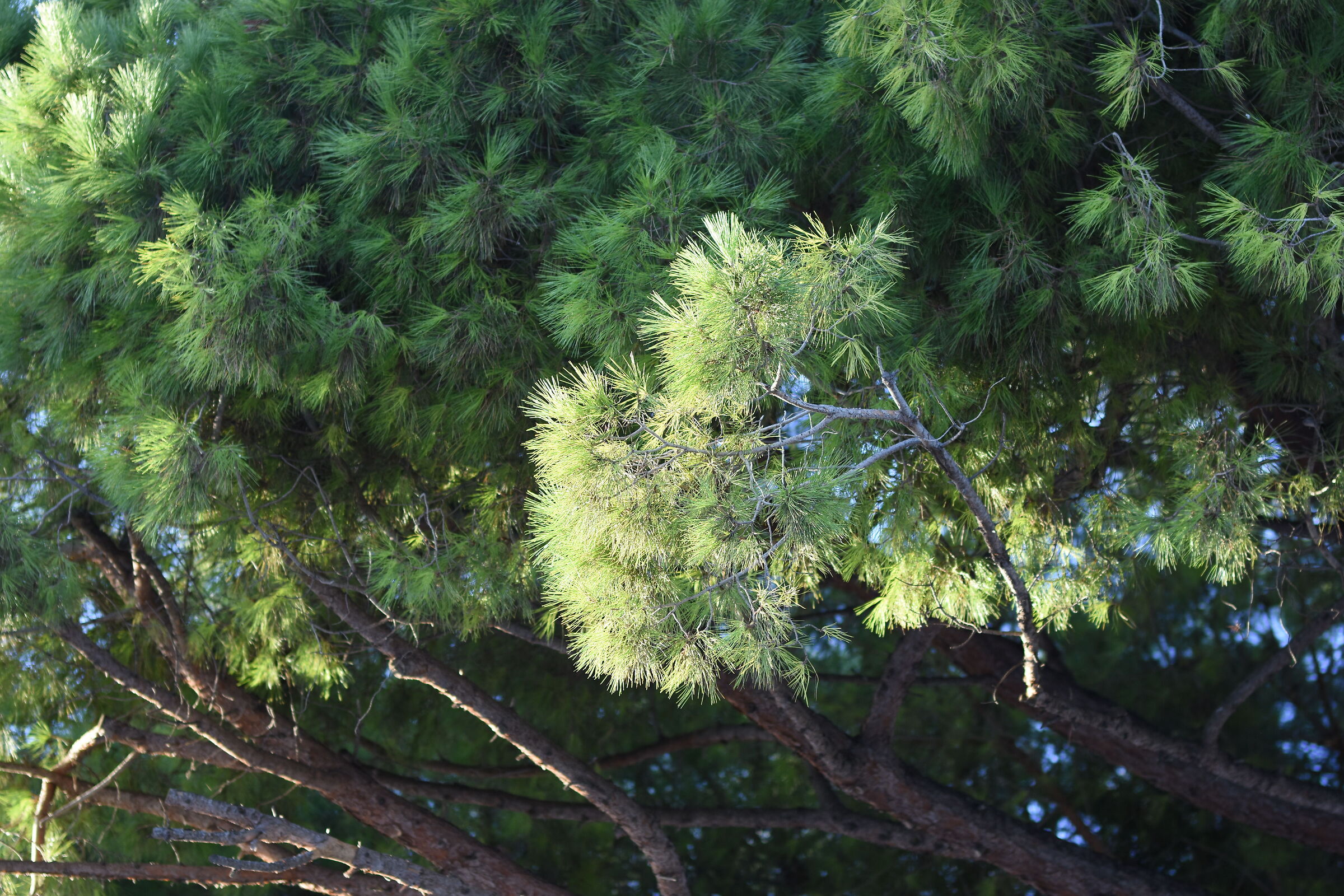 " F. 1.7 ", 1/ 1.0 0 0, ISO 250- Sigma 85, 1.4 Art