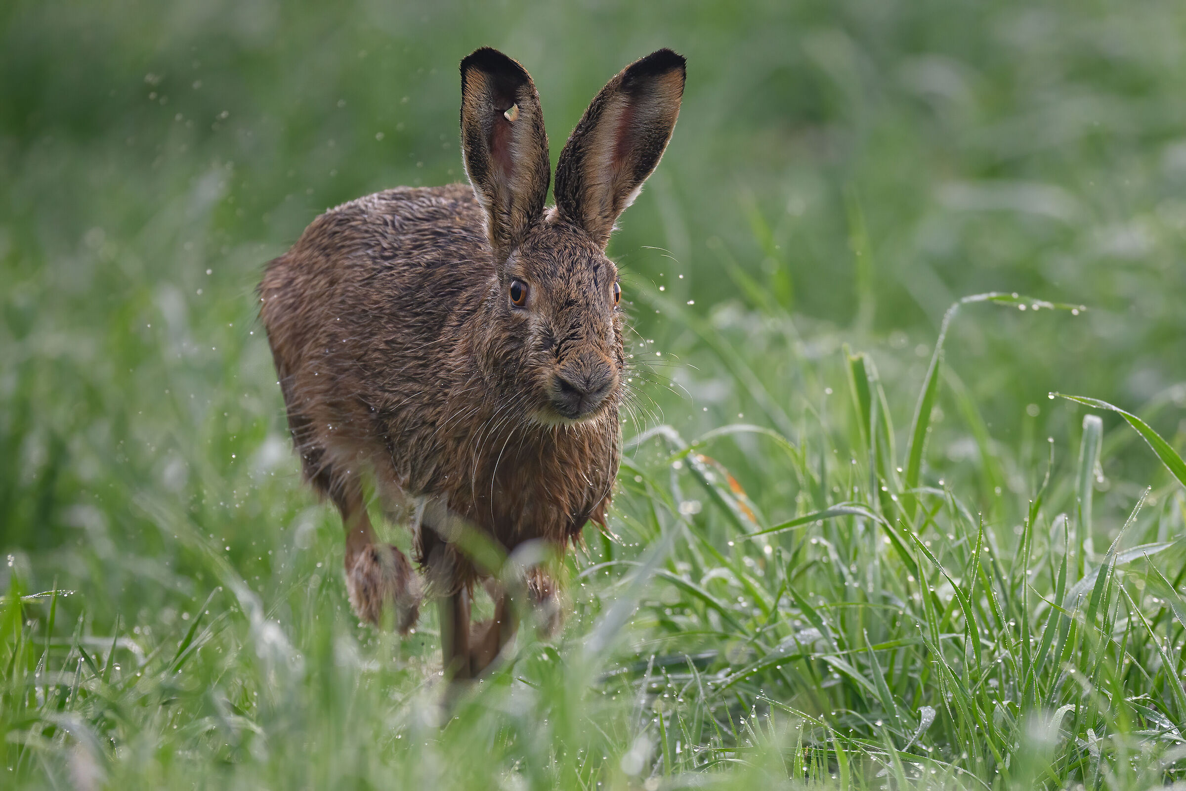 Wet hare