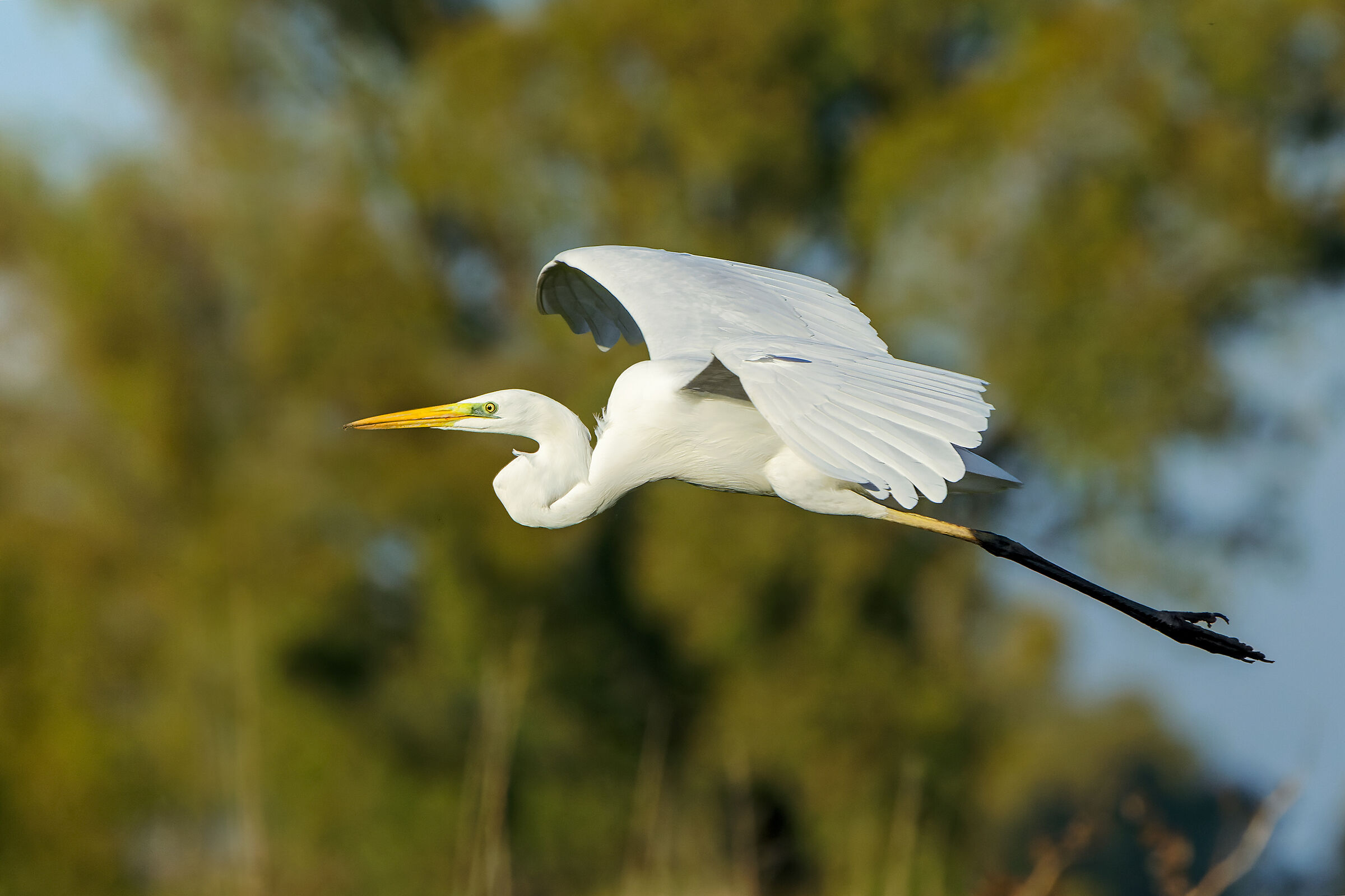 Great white heron