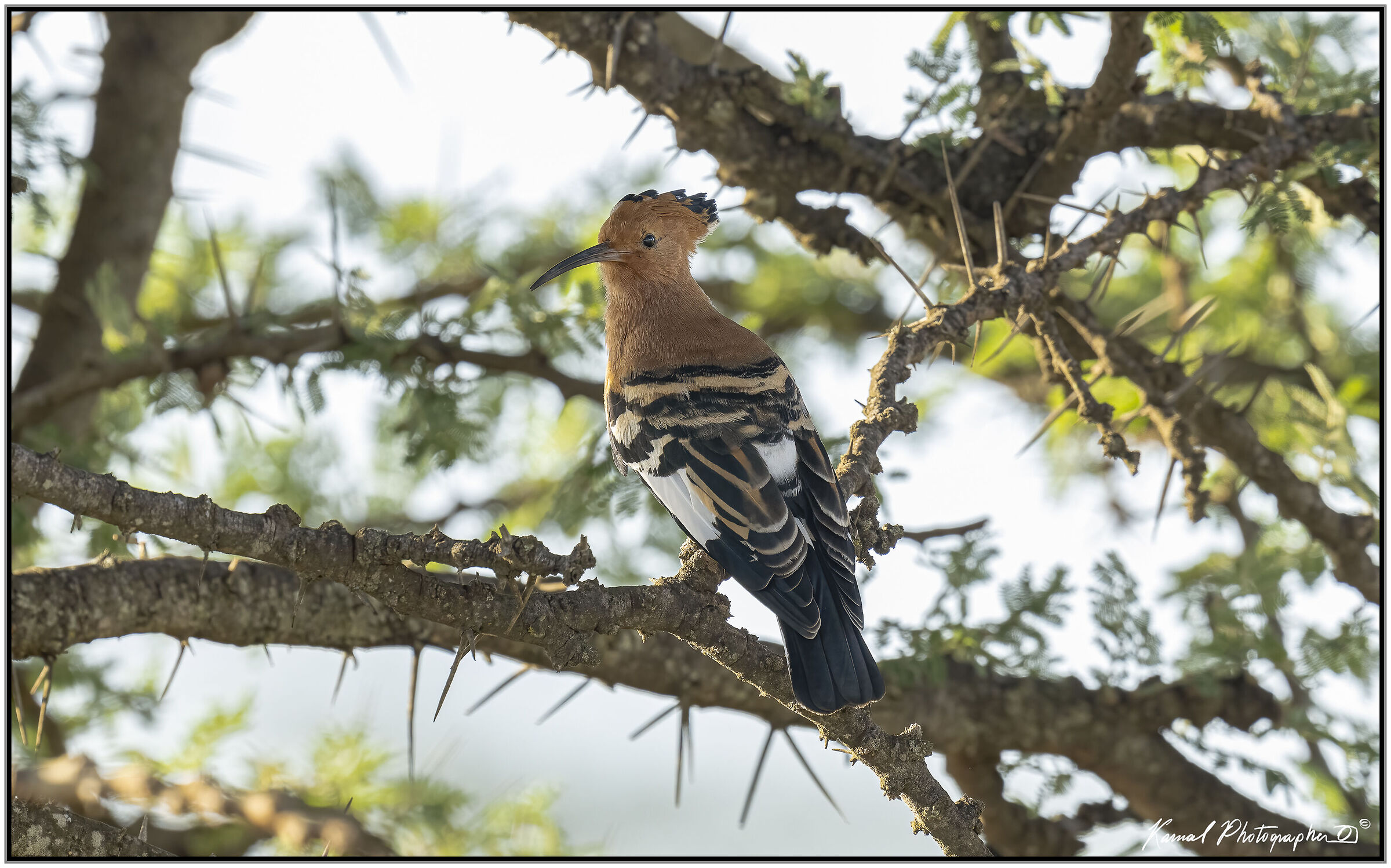 African hoopoe