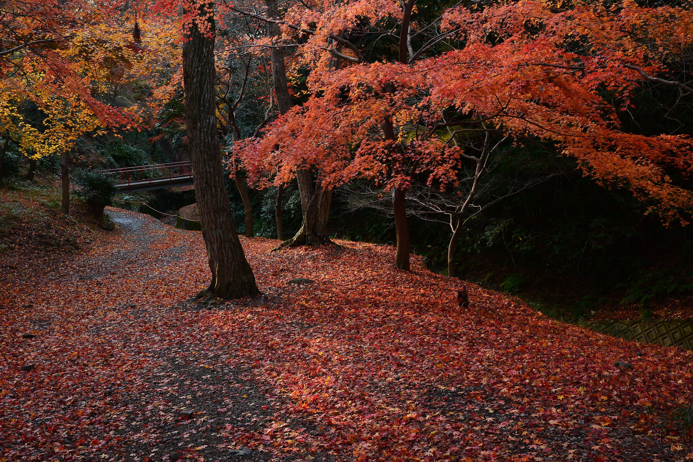 Autumn leaves in Japan are over