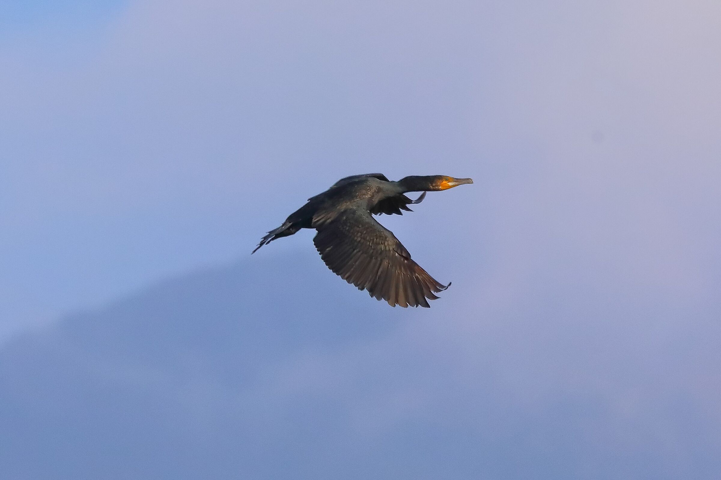 cormorano 03-10-2022