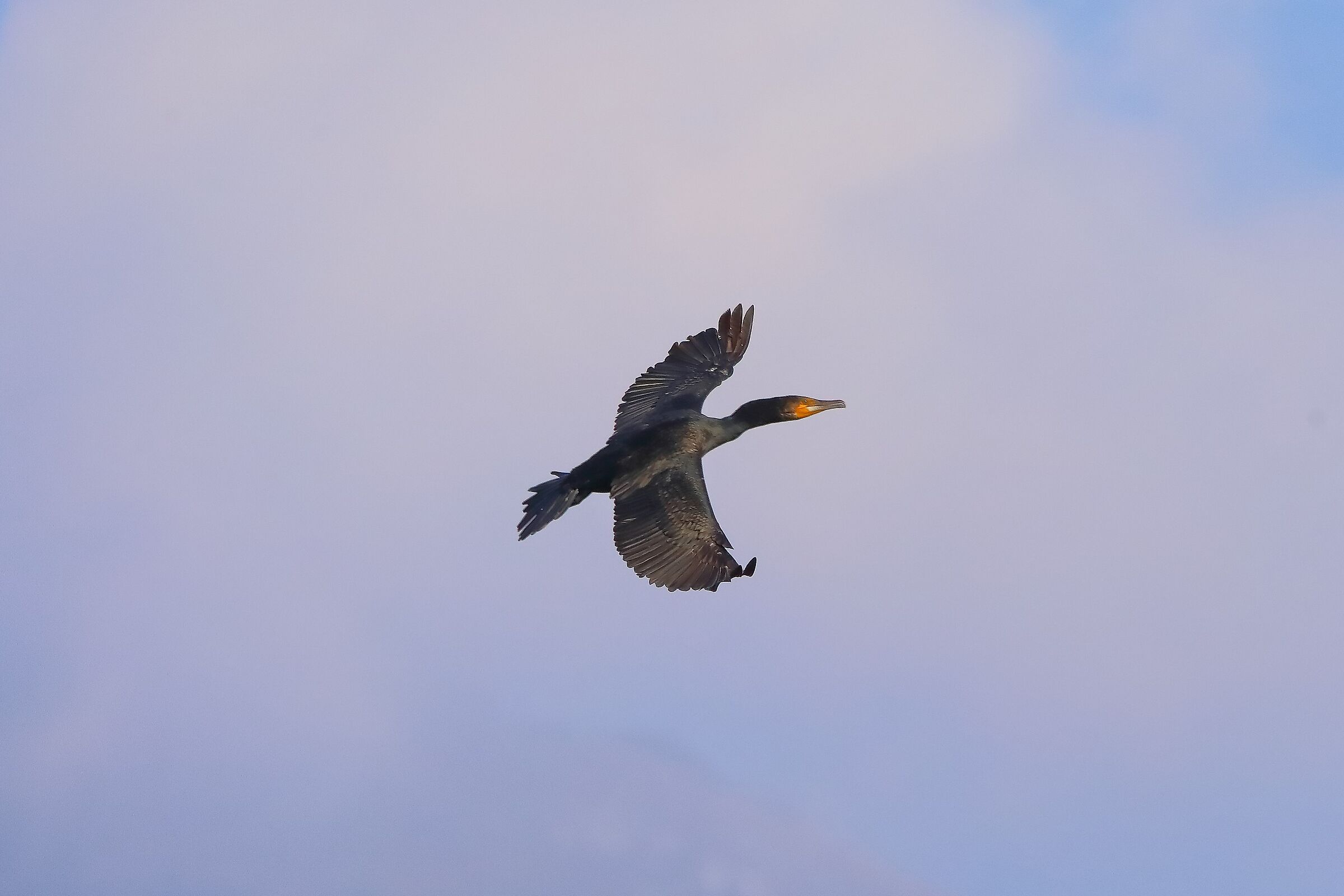 cormorano 03-10-2022