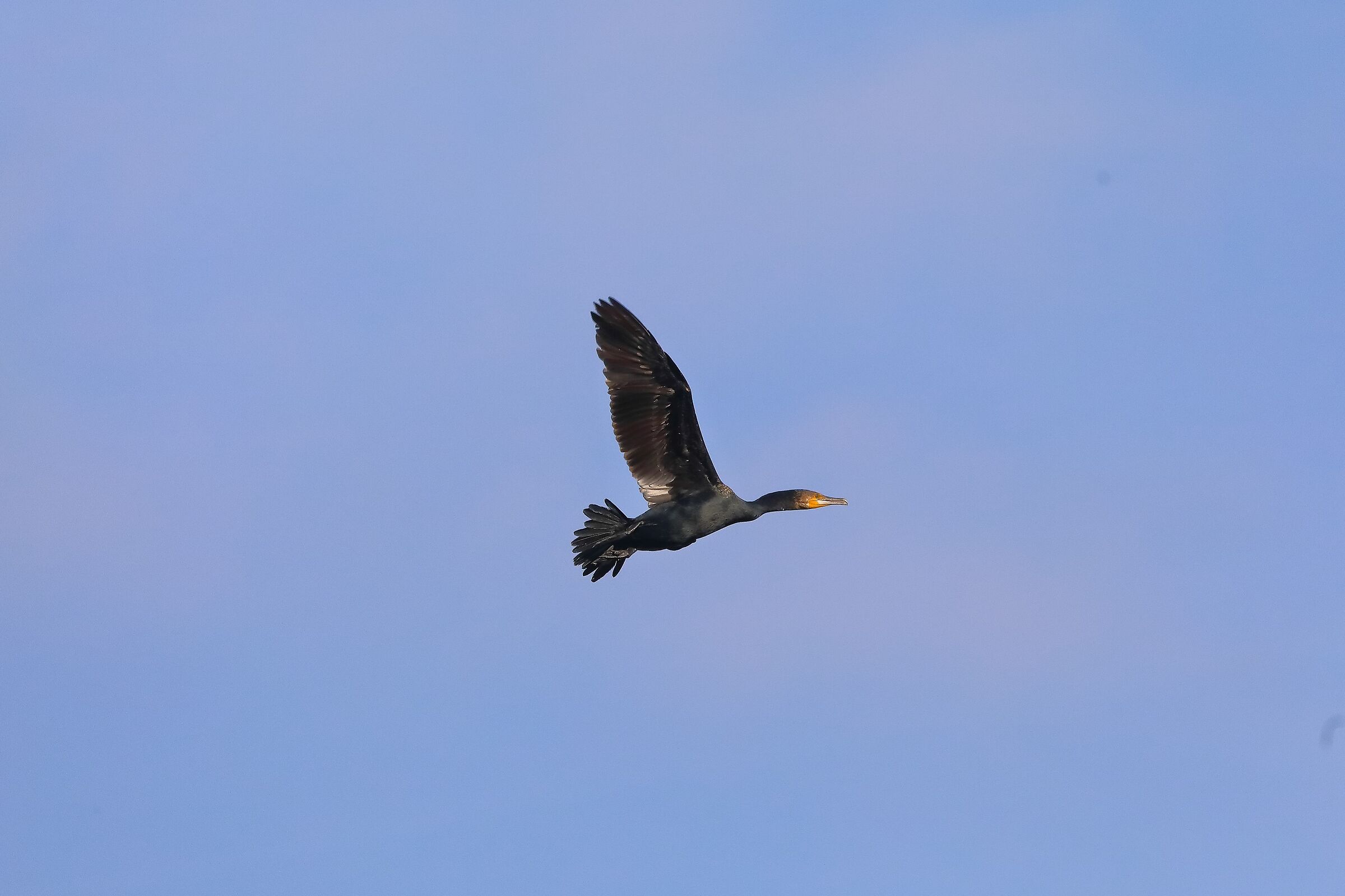 cormorano 03-10-2022