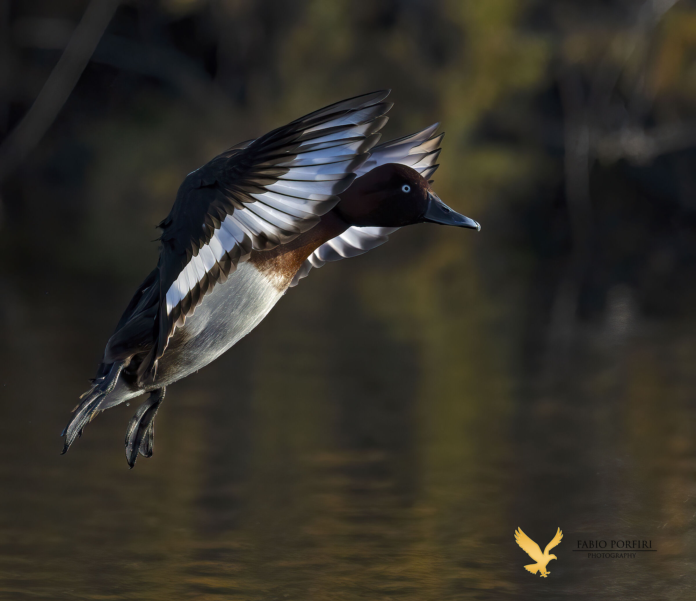 the landing ... ferruginous duck