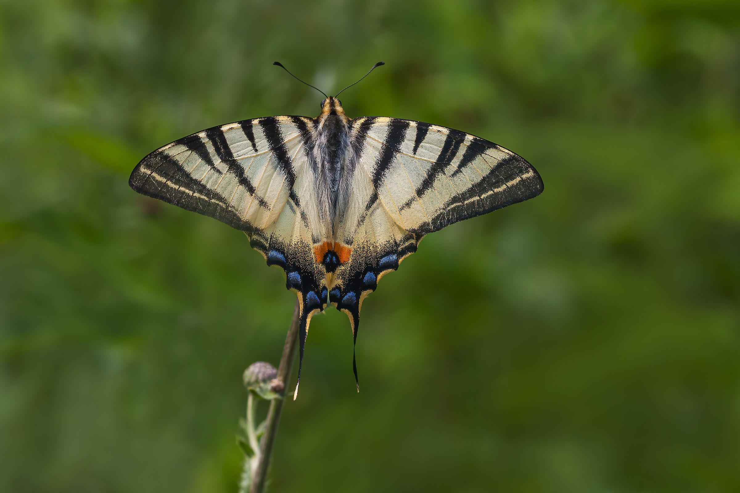 Scarce swallowtail