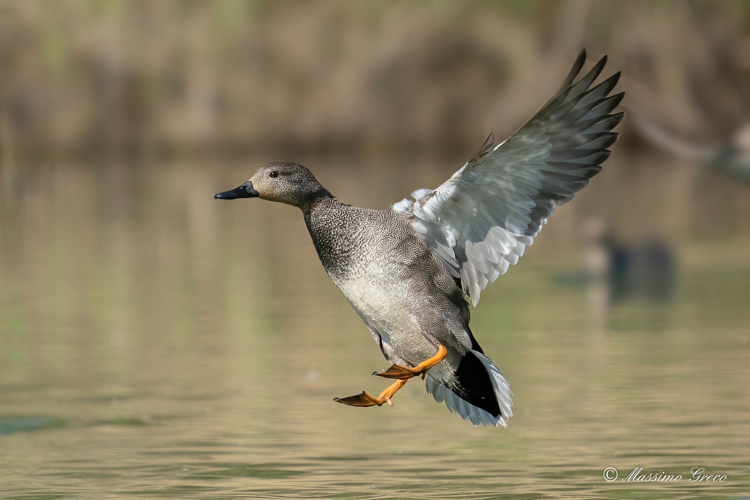 Canapiglia (Mareca strepera)