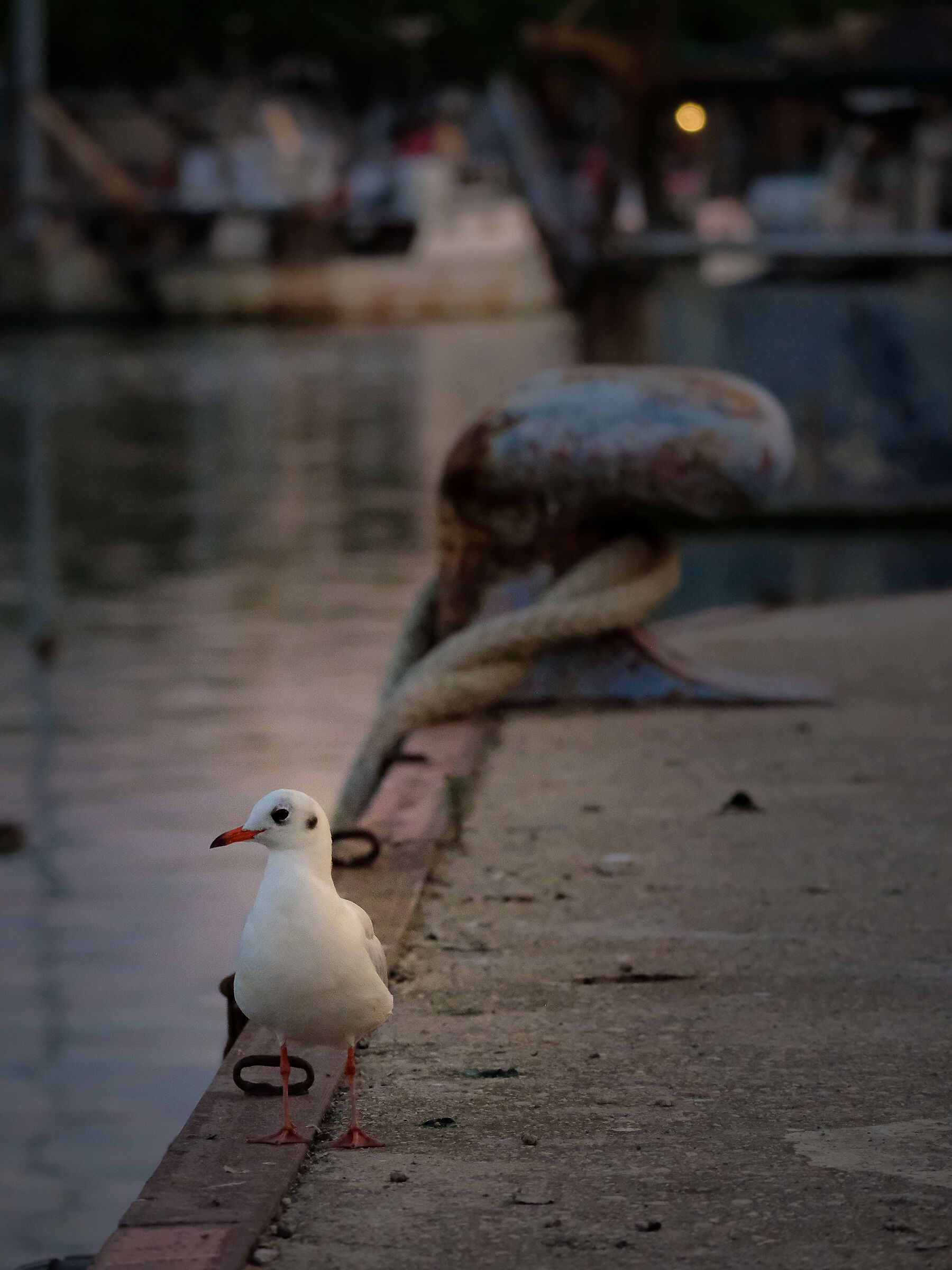 Free to roam the world