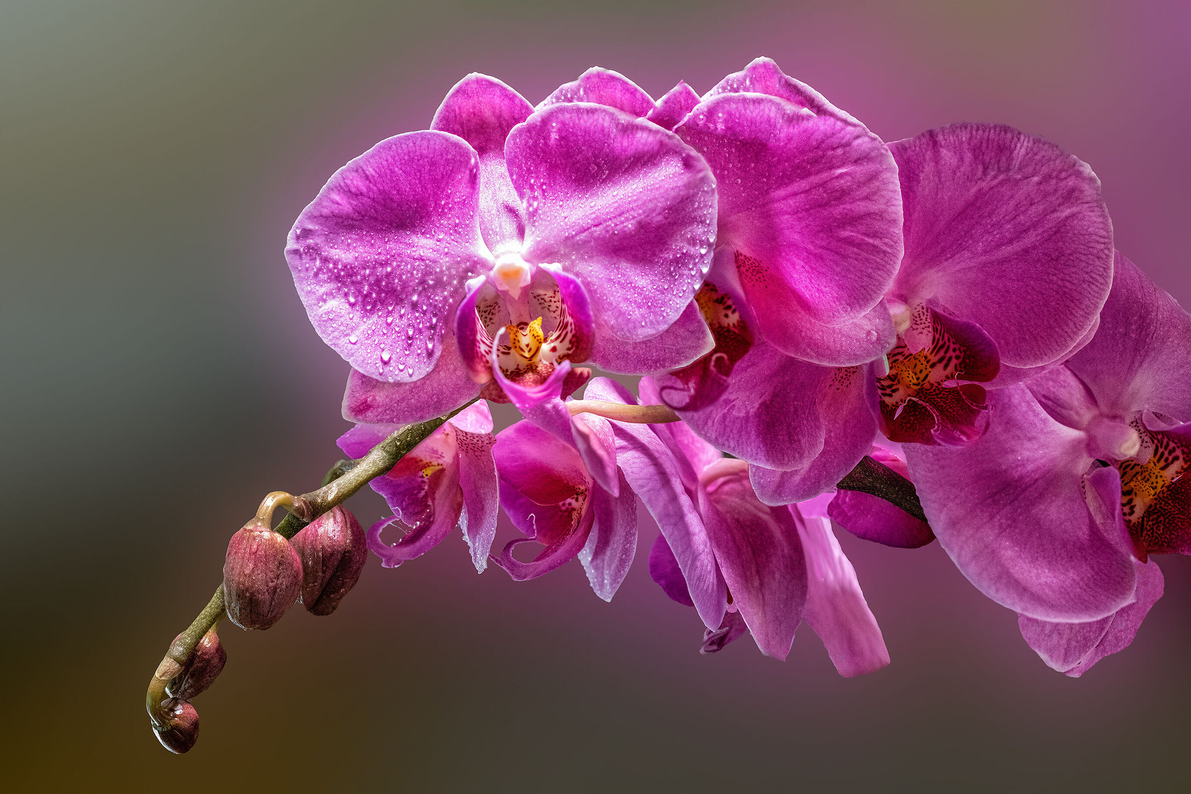 Orchidee rosa
