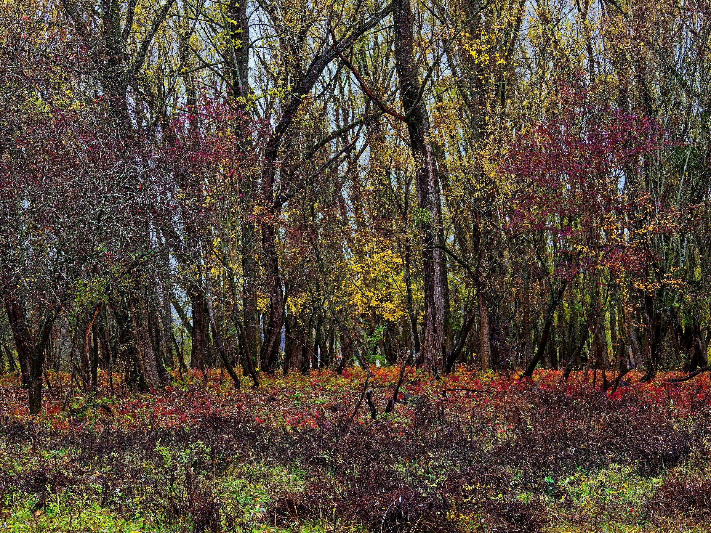 Like a painter's palette