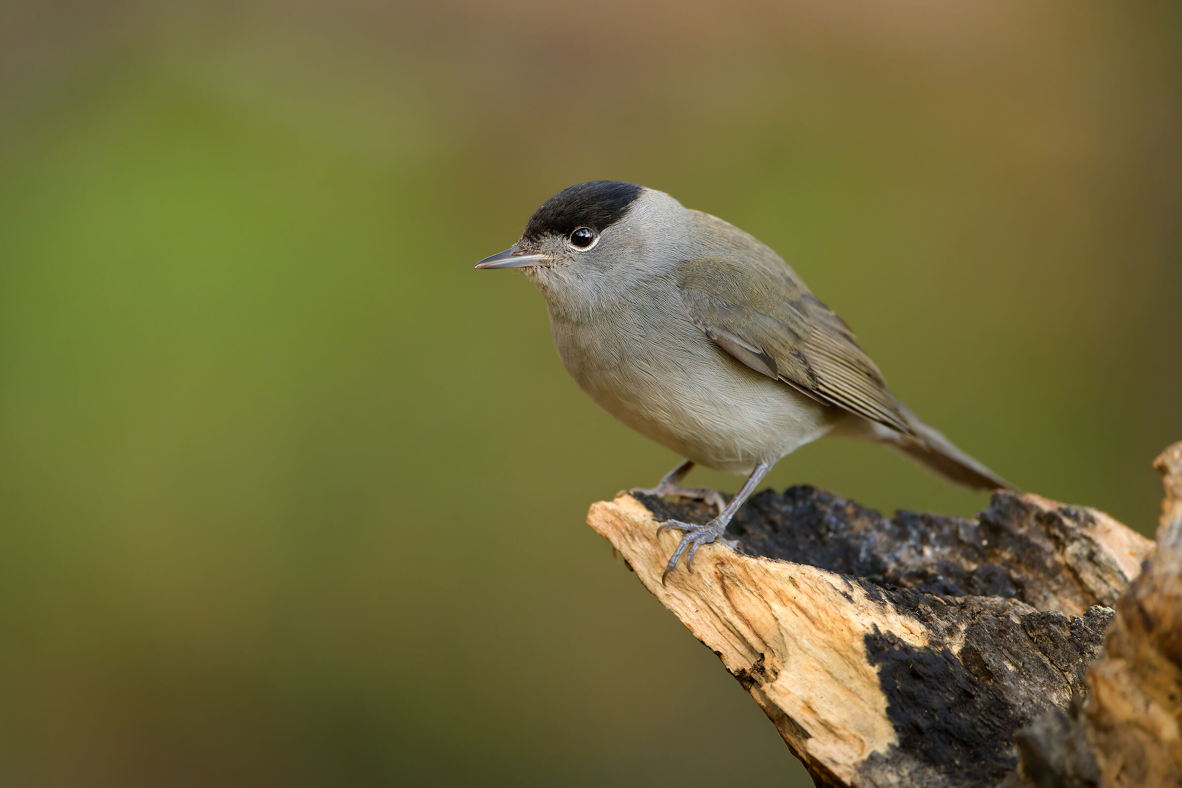 Blackcap