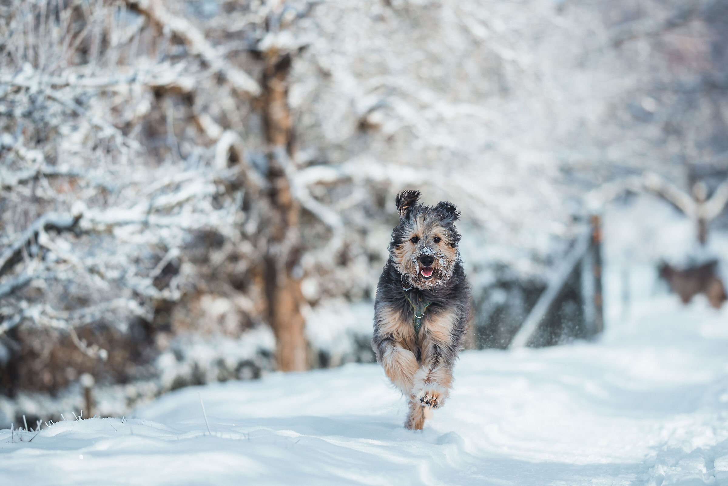 Prima neve