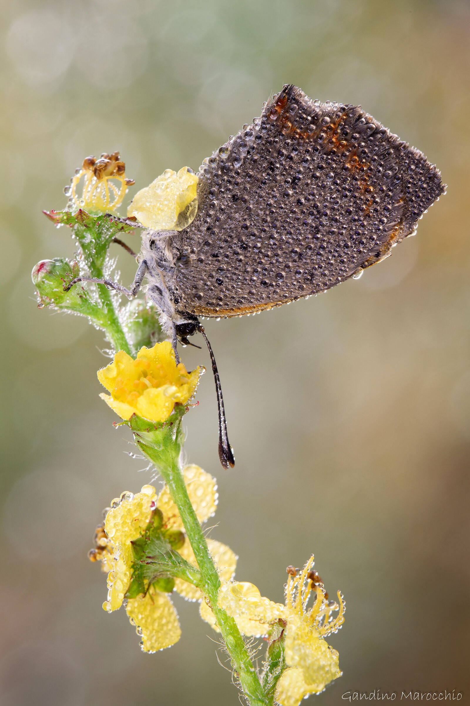 Lycaena Phlaeas