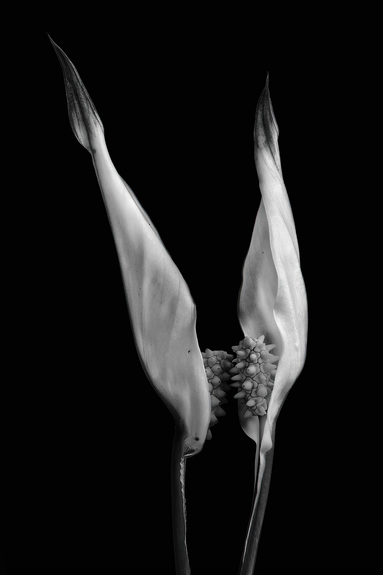 Spathiphyllum