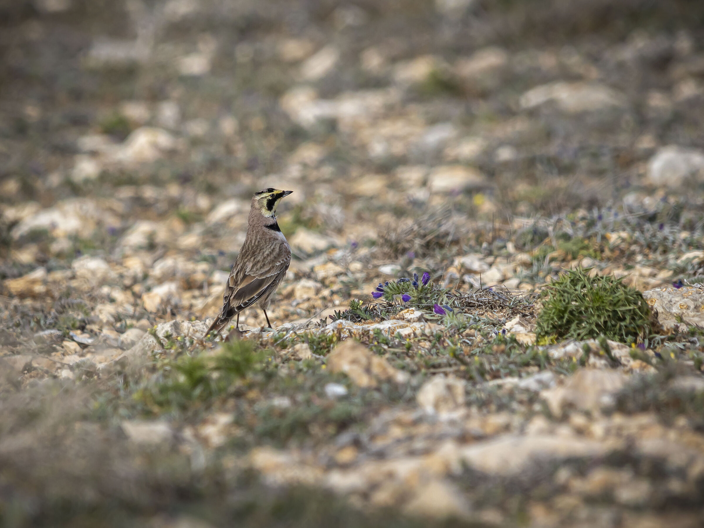 Shore lark