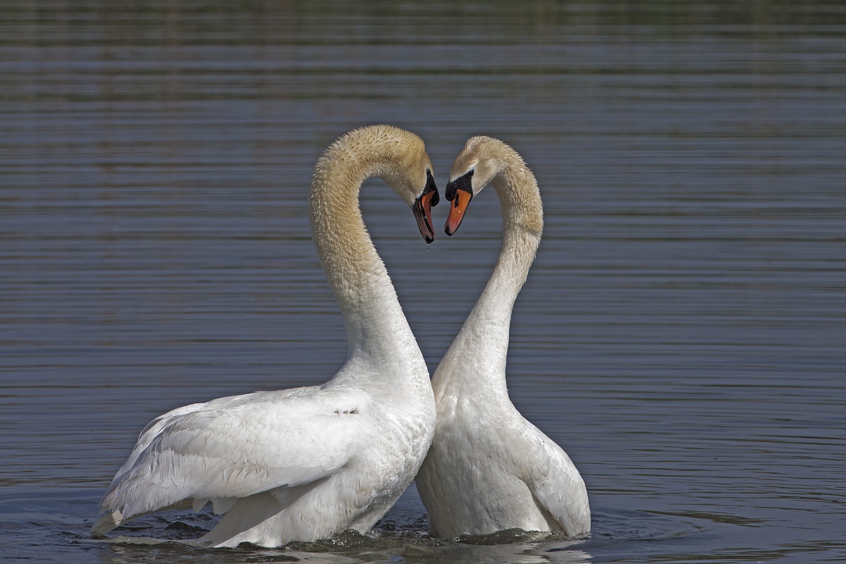 cigni reali corteggiamento