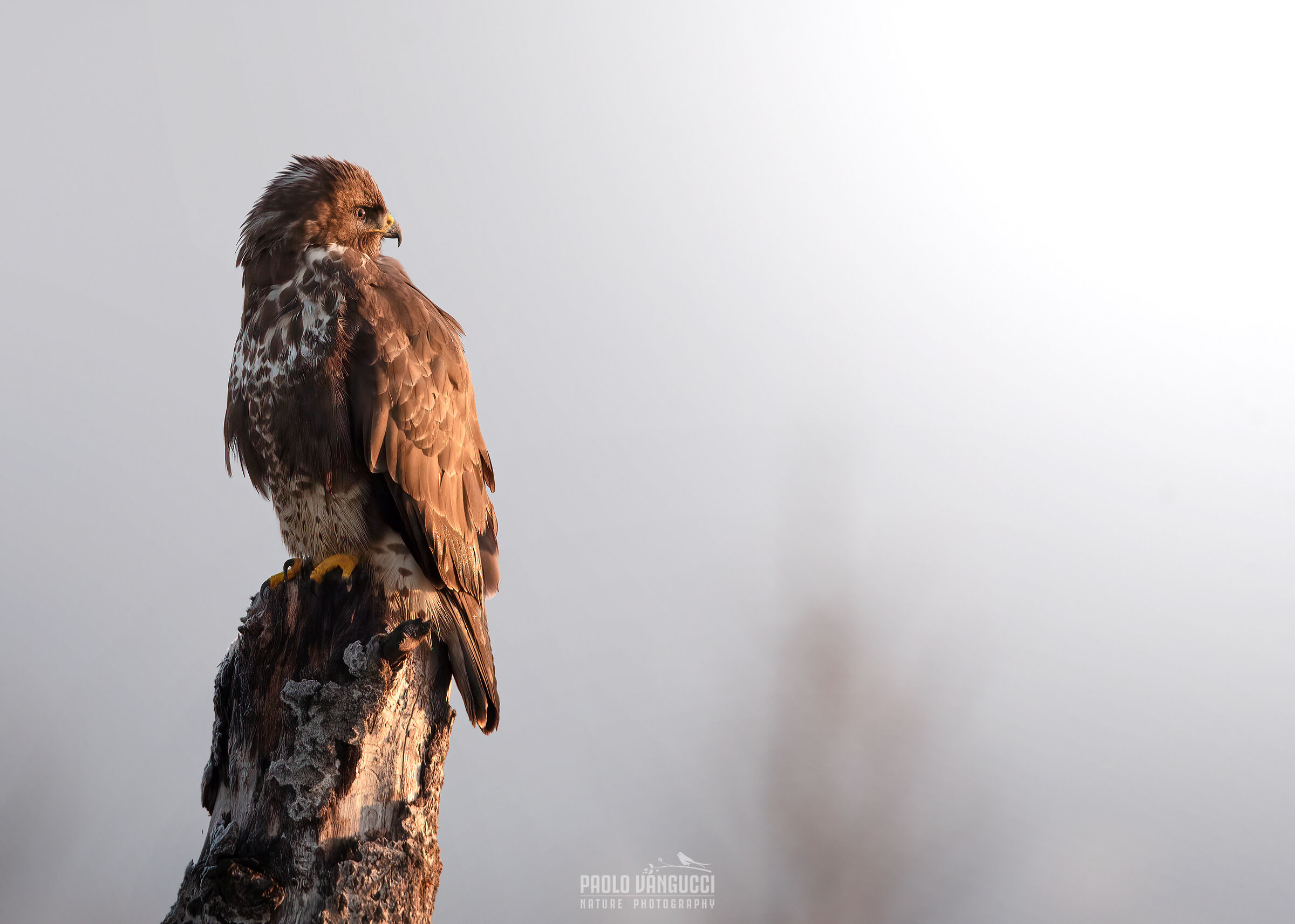 Buzzard at dawn