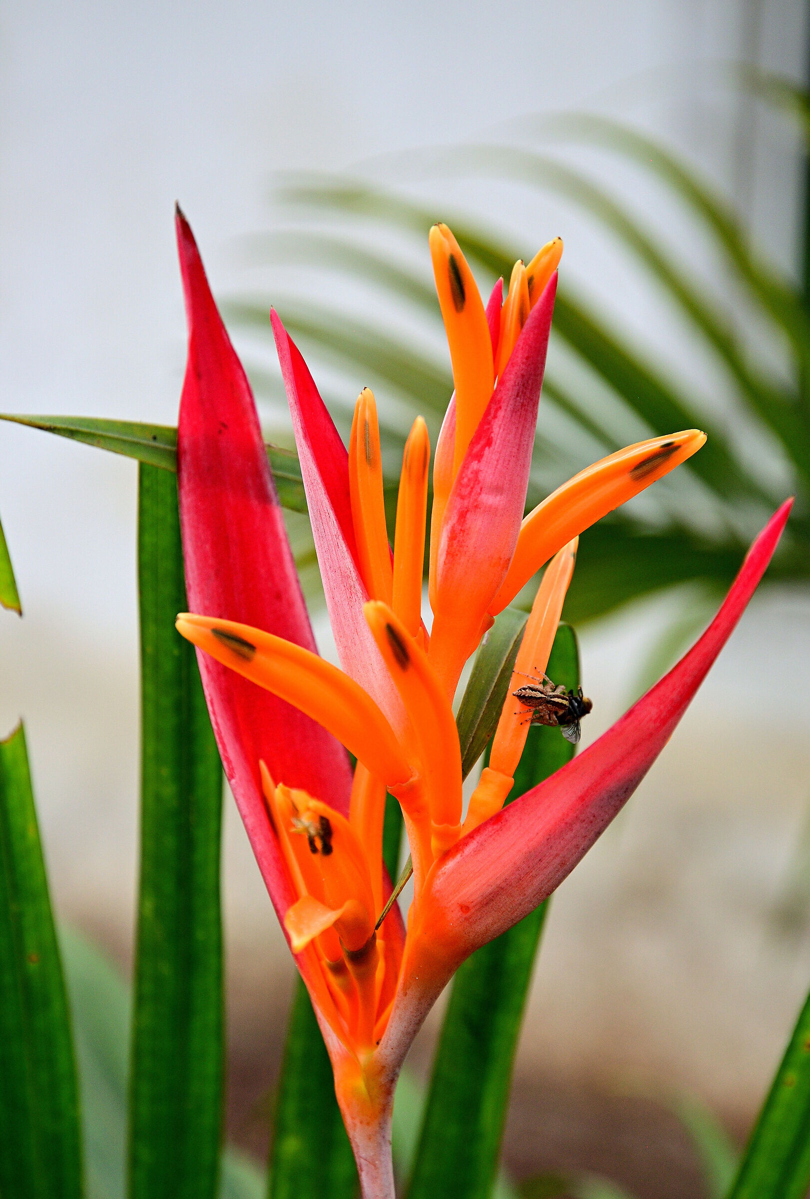 Fiore con...banchetto