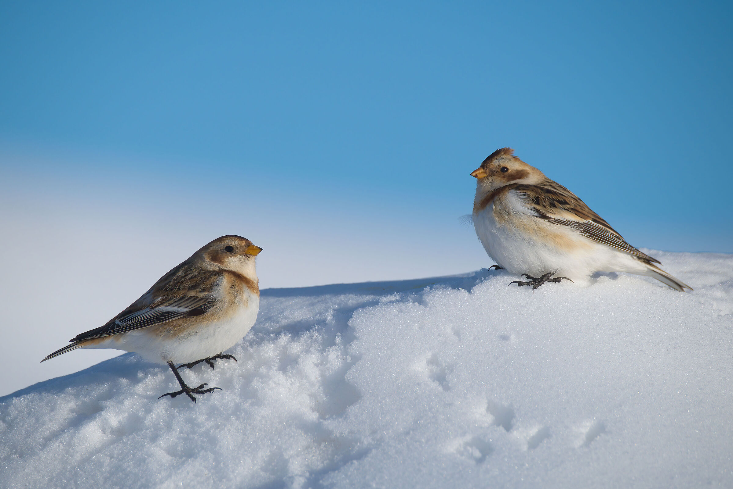 Snow bunting
