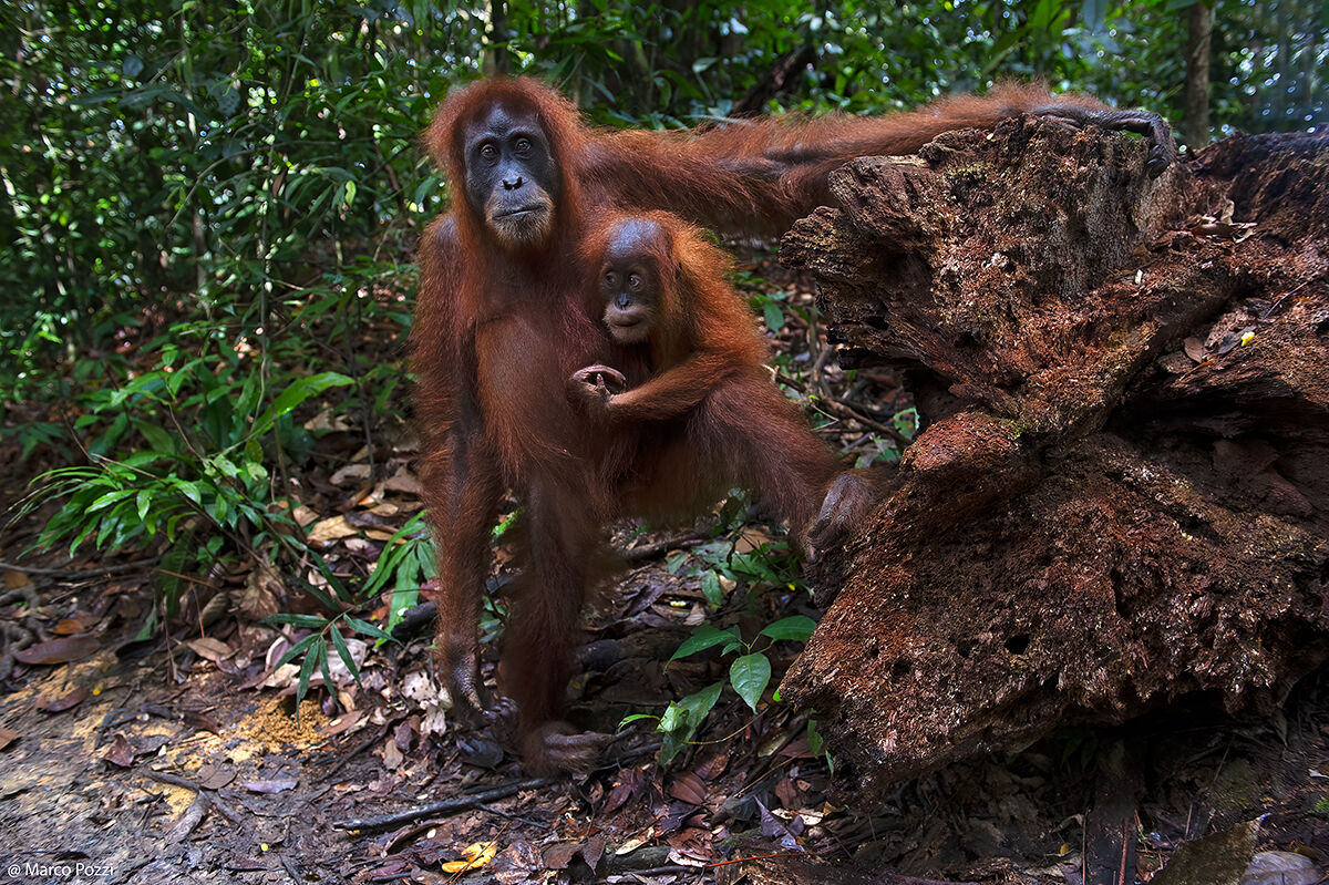 Una mamma ed il suo cucciolo