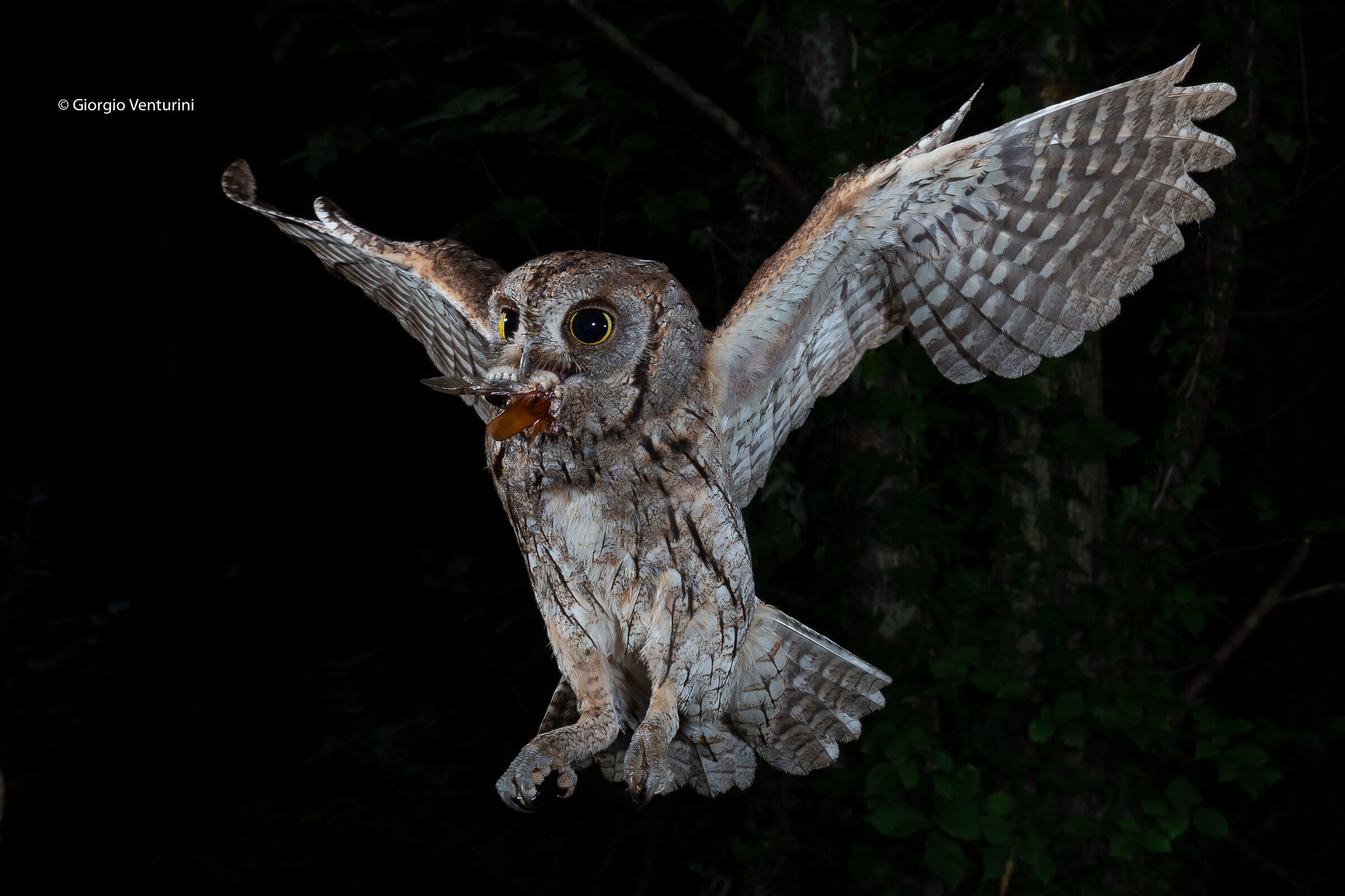 assiolo con maggiolino