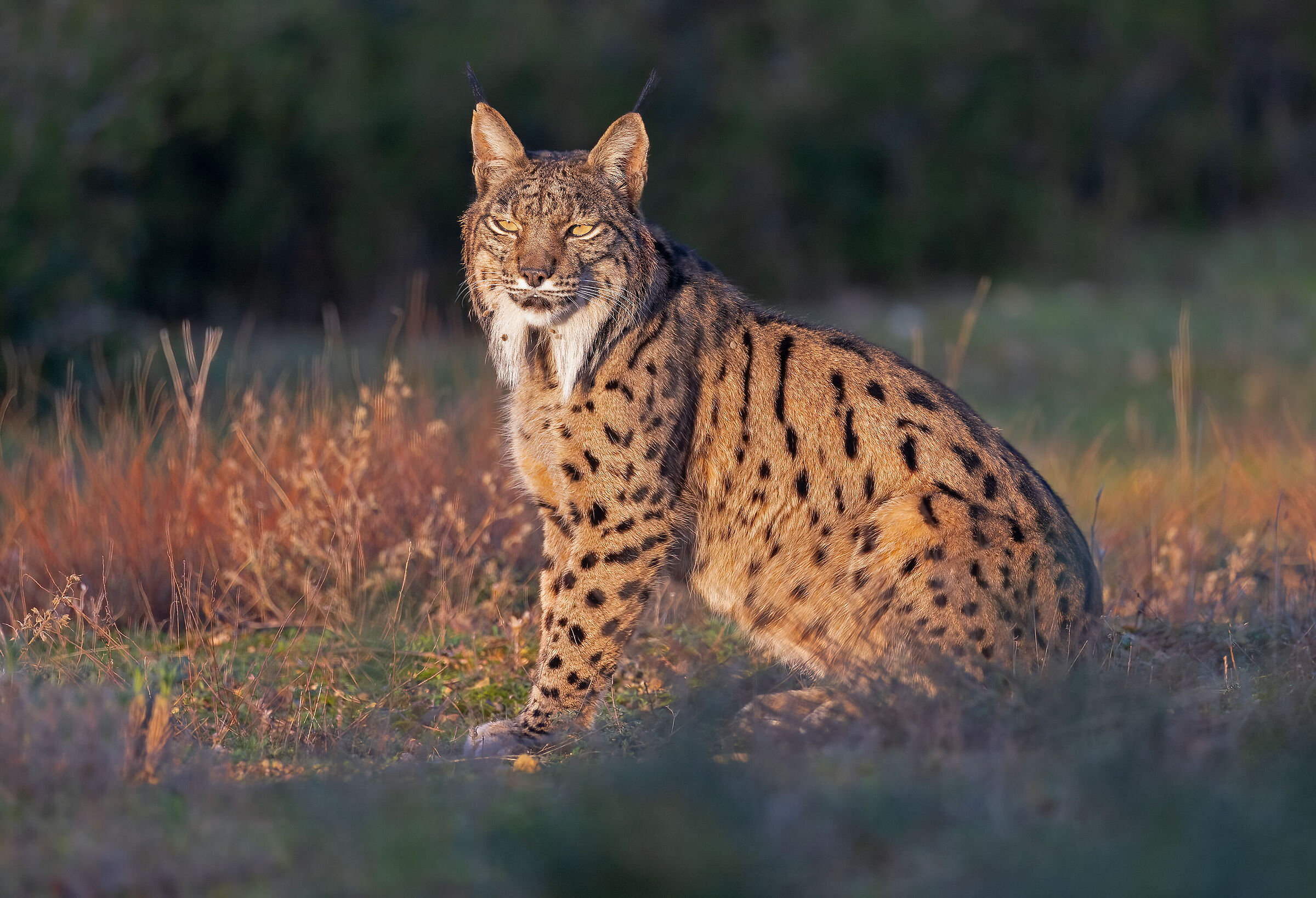 Lince Pardina Iberica