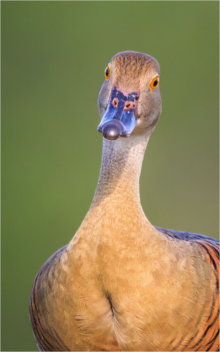 Anatra fischiante