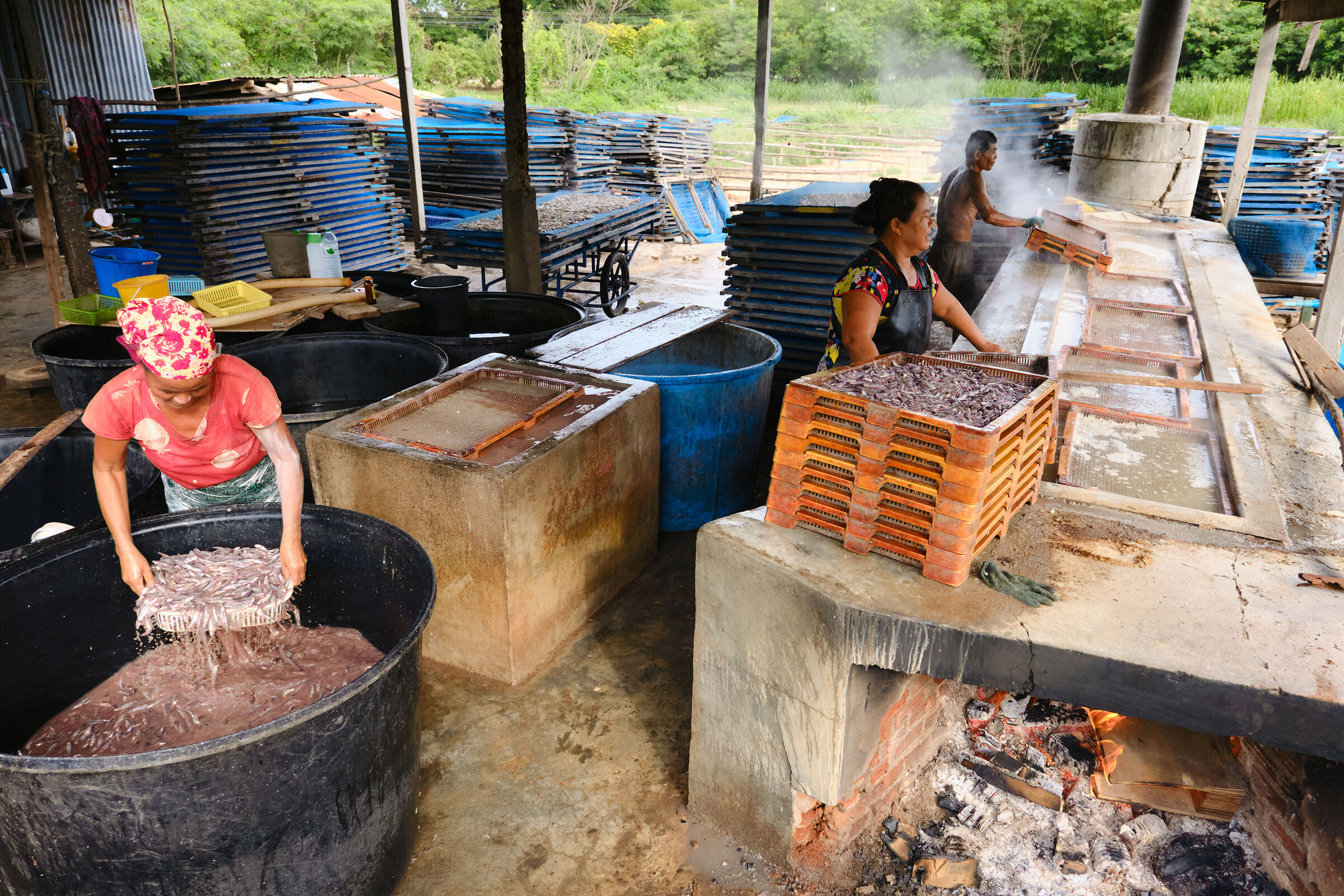 The boiling of anchovies