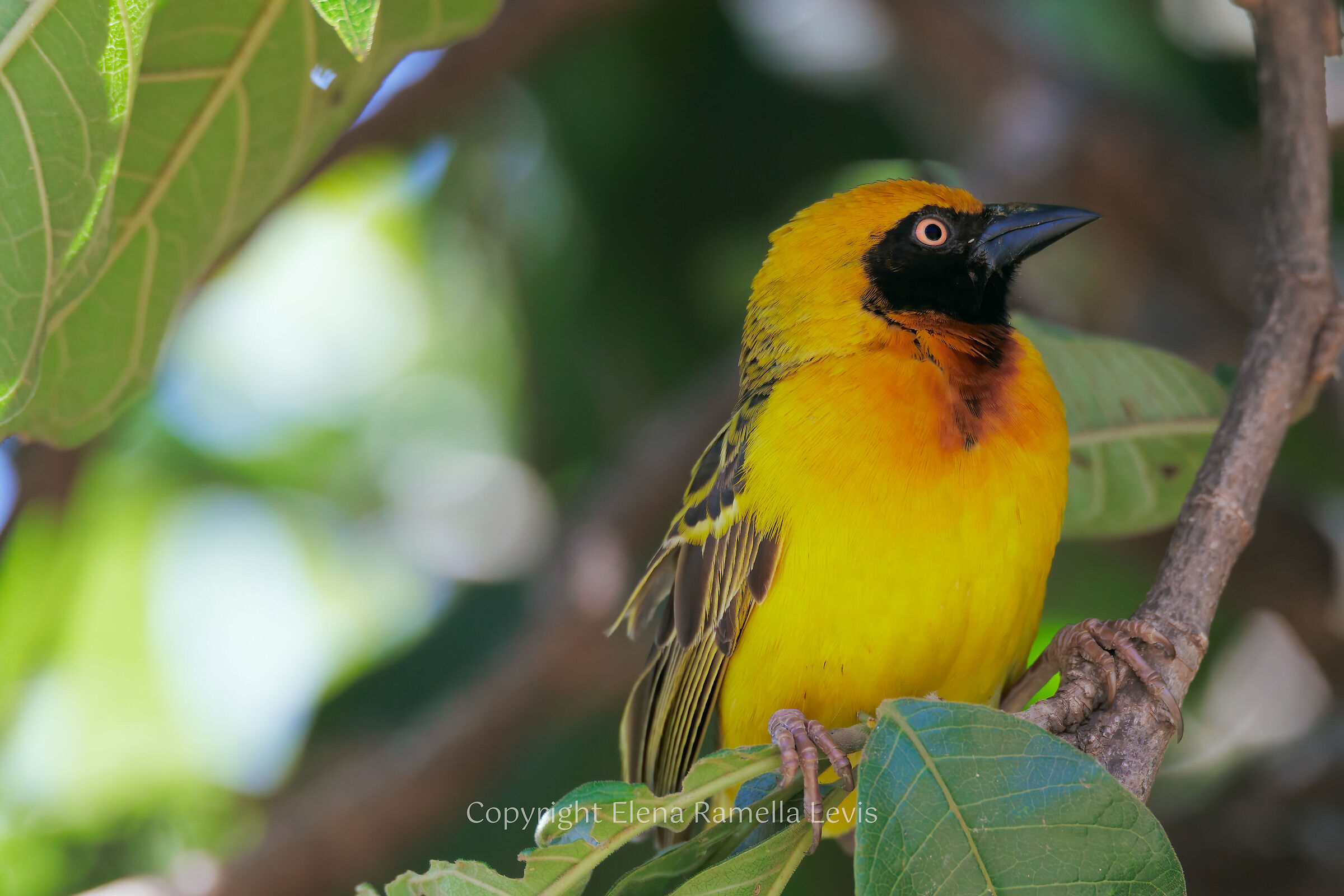 Vitelline Masked-Weaver (Ploceus vitellinus)