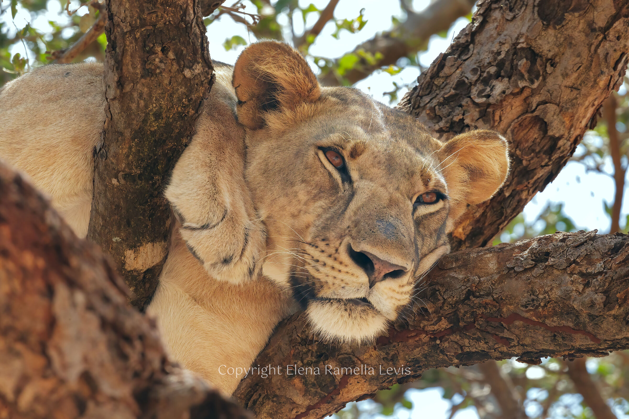 Snoozing on a tree...