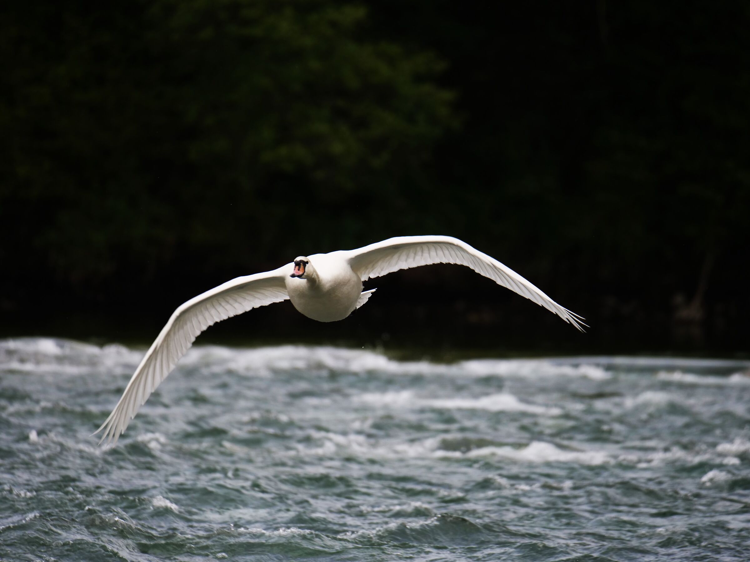 Cigno reale in volo (Cignus olor)