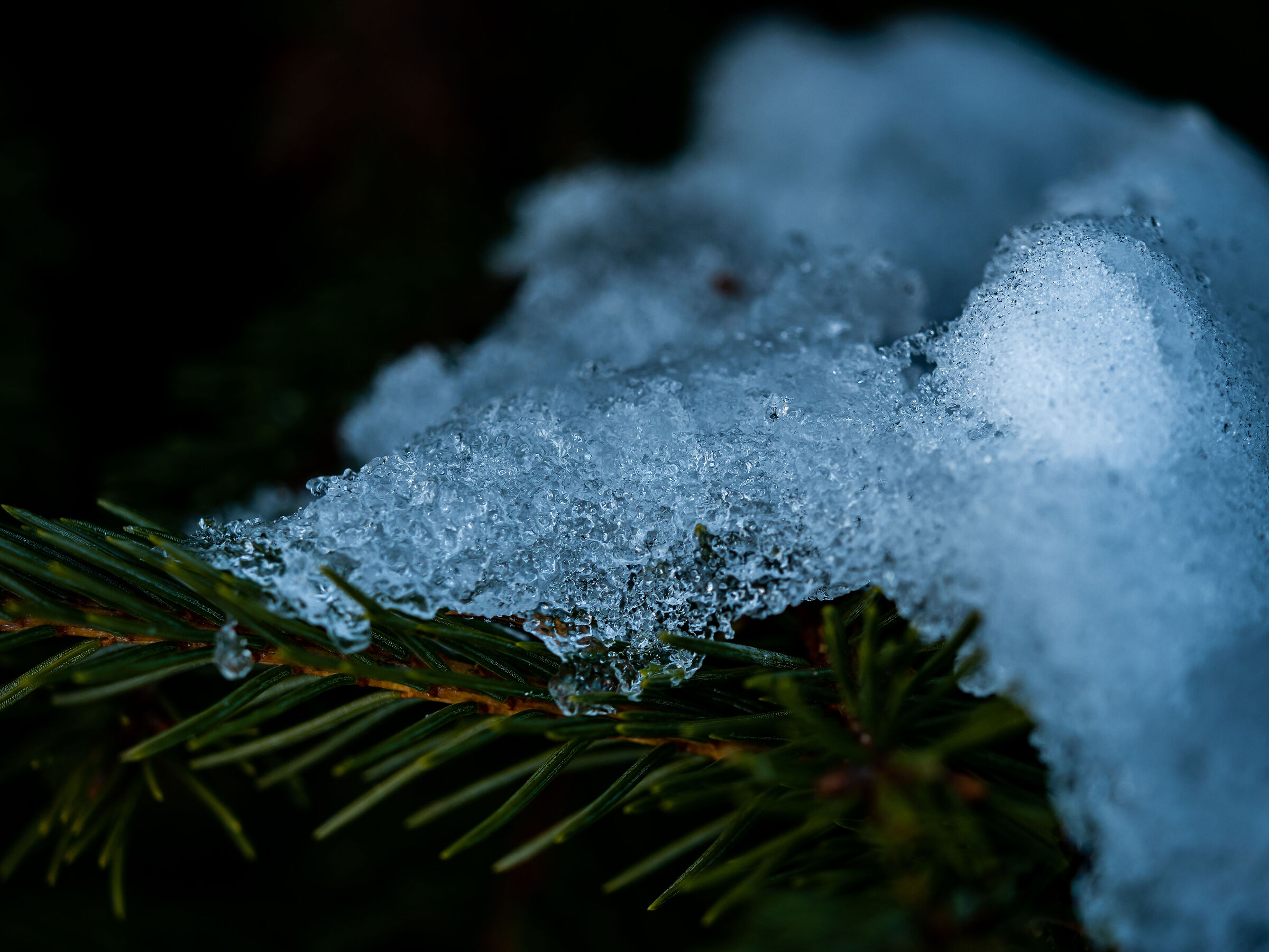 Pine with snow in Vipiteno